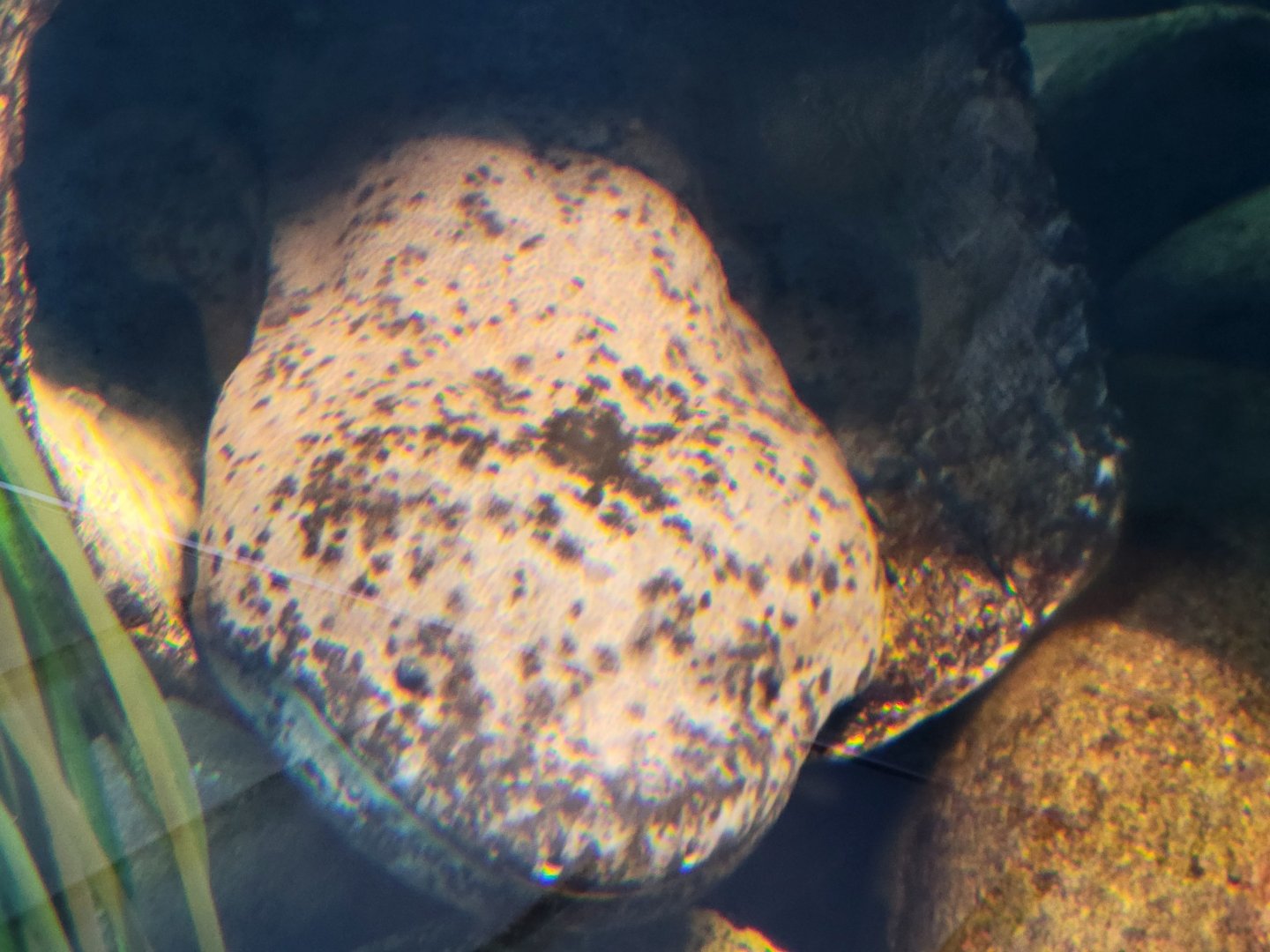 Chinese Giant Salamander(Andrias davidianus)