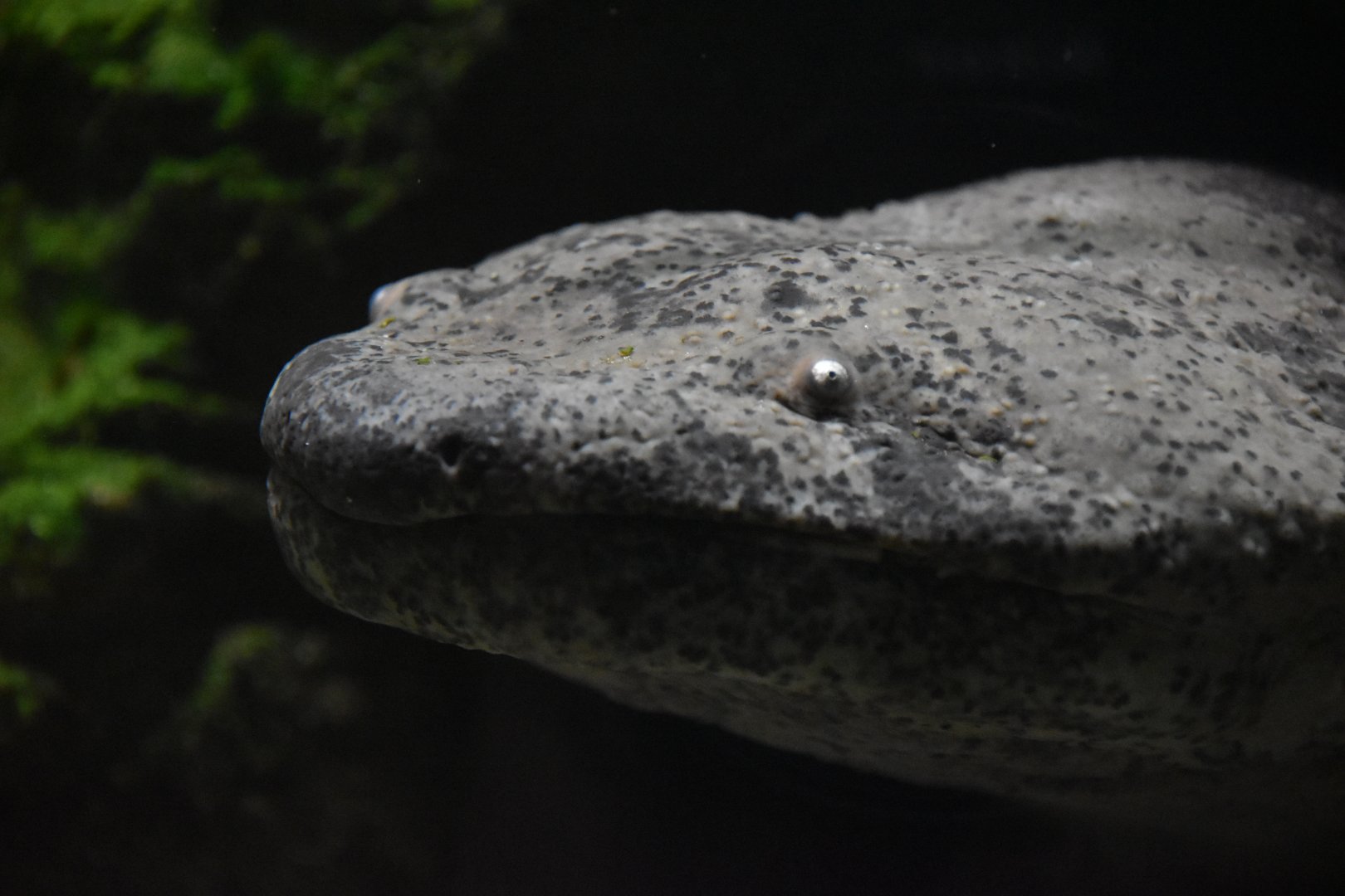Chinese giant salamander, Andrias davidianus