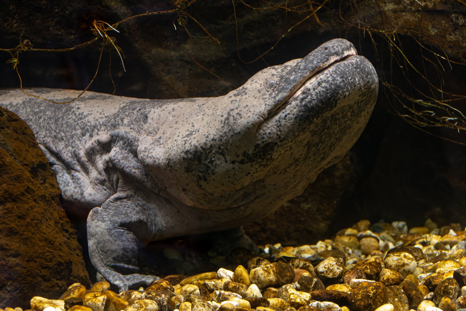 Chinese giant salamander (Andrias davidianus)