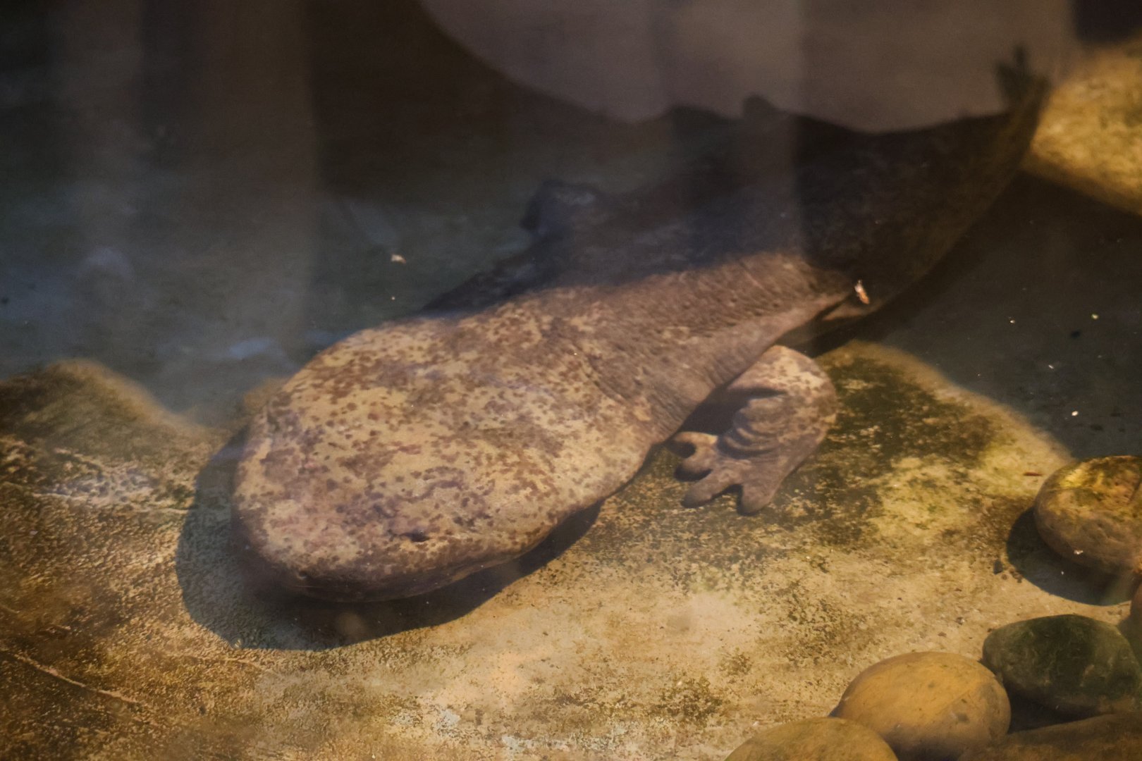 Chinese giant salamander (Andrias davidianus)