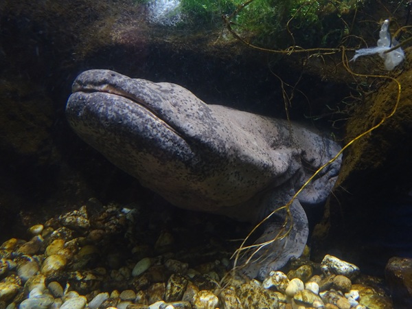 Chinese giant salamander (Andrias davidianus)