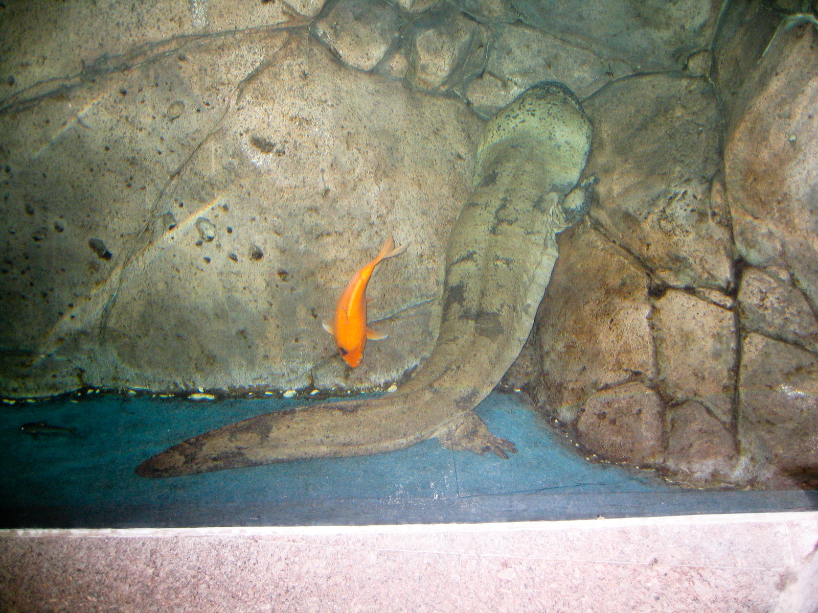 Chinese giant salamander? - Apr 2006