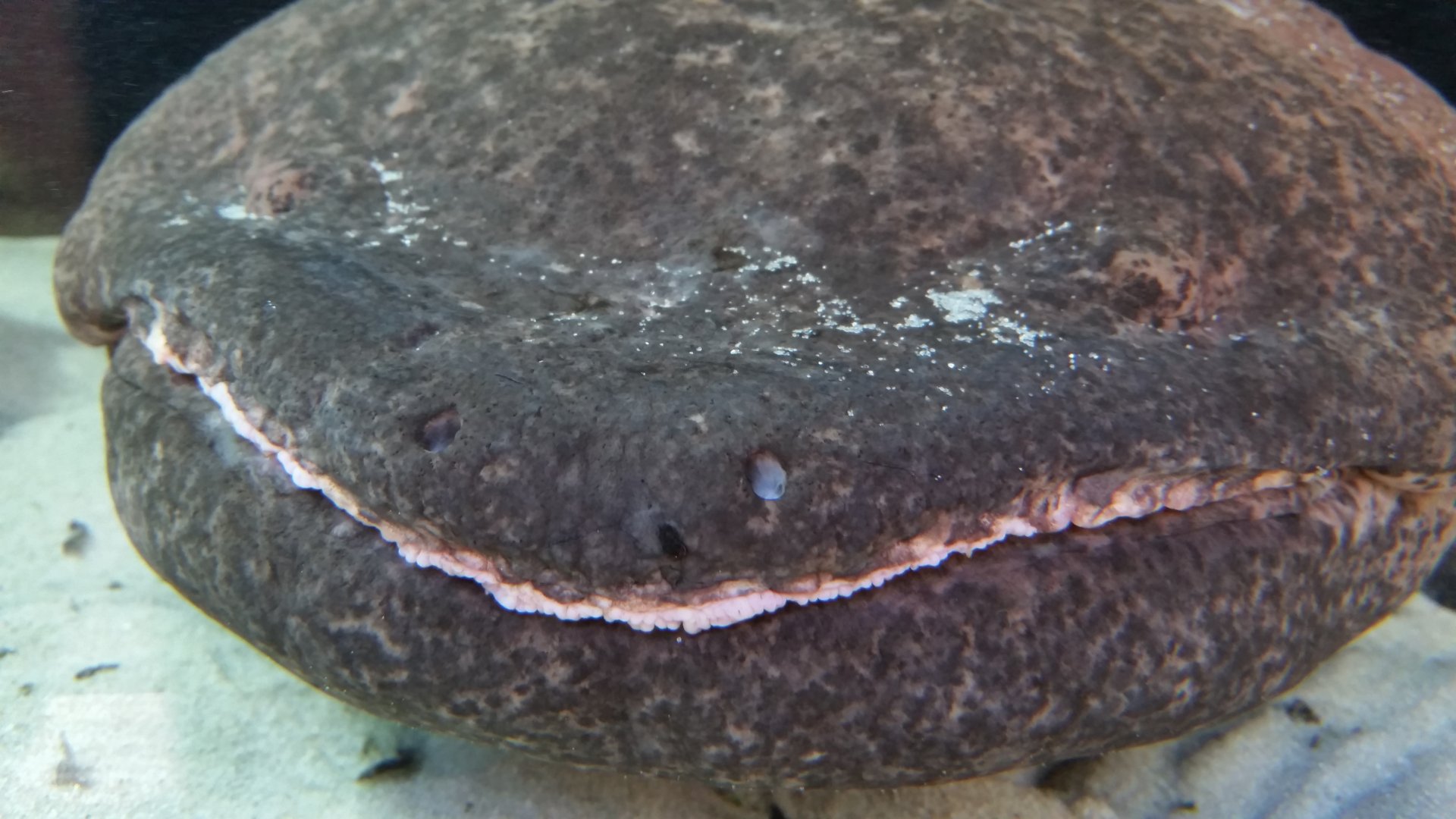Chinese Giant Salamander, August 2017