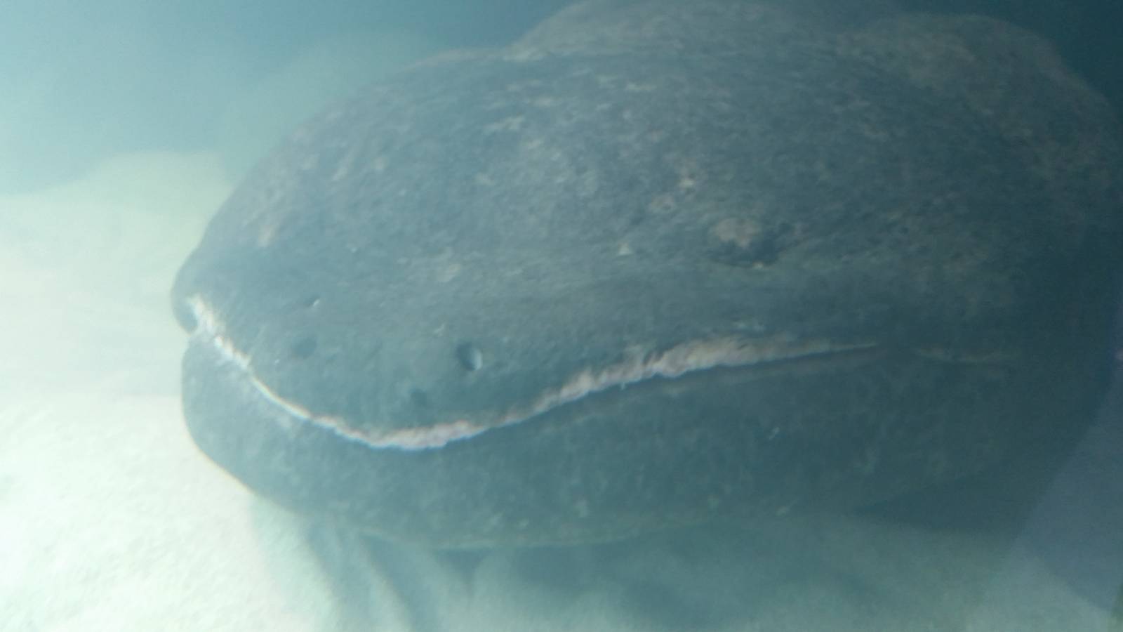 Chinese giant salamander, December 2014