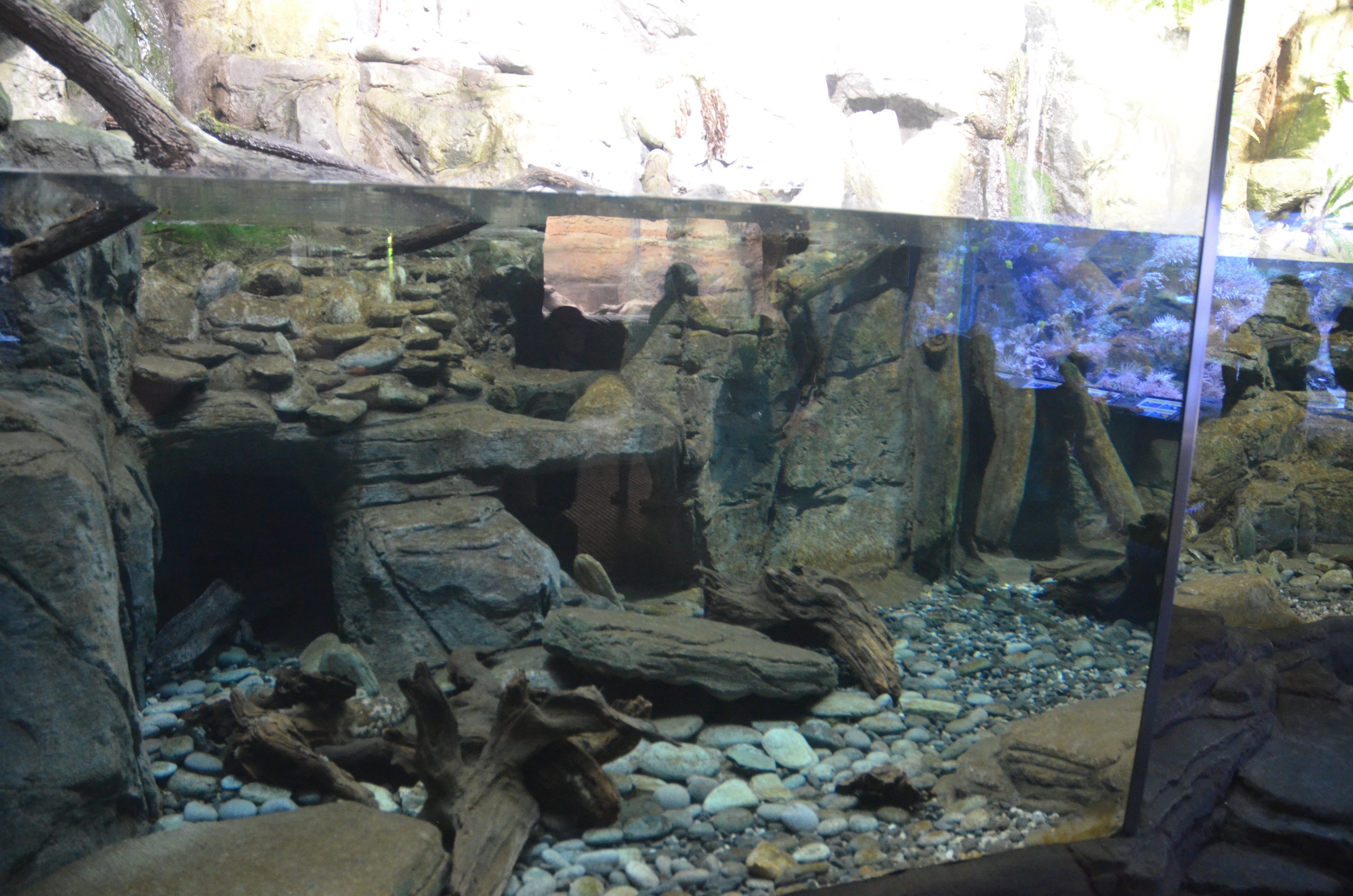Chinese Giant Salamander Enclosure at Duisburg, 17/06/19