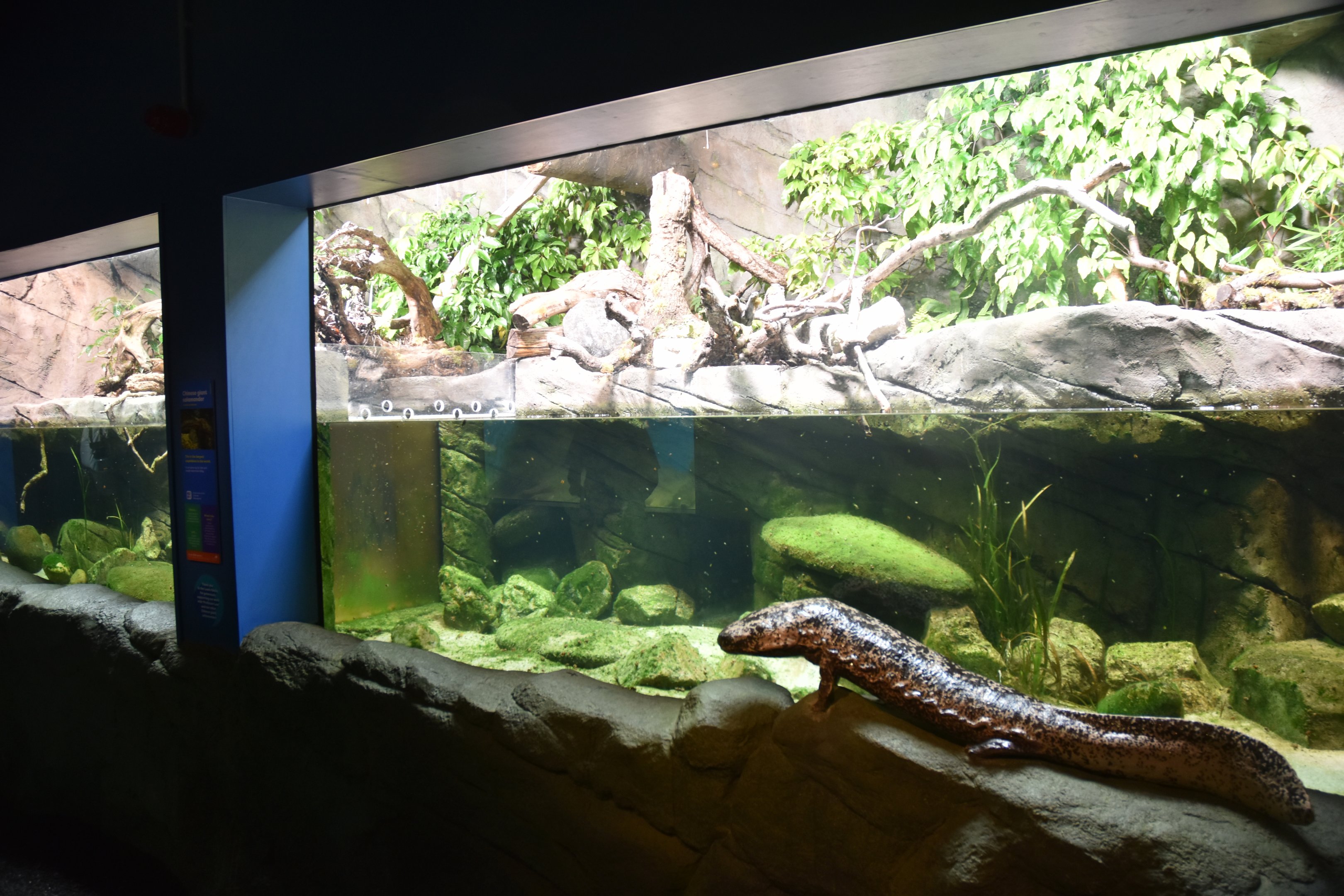 Chinese Giant Salamander Enclosure in New Reptile House at London, 22nd June 2024