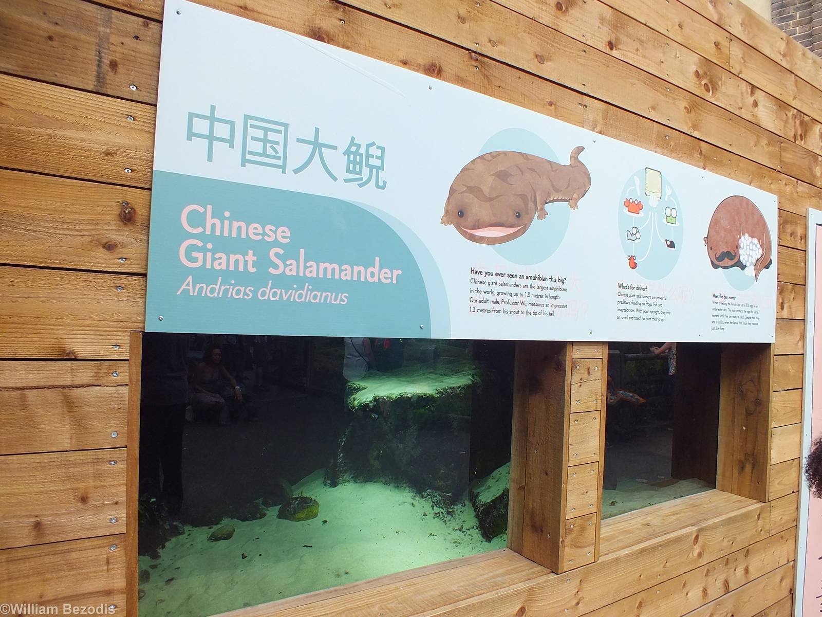 Chinese Giant Salamander Enclosure