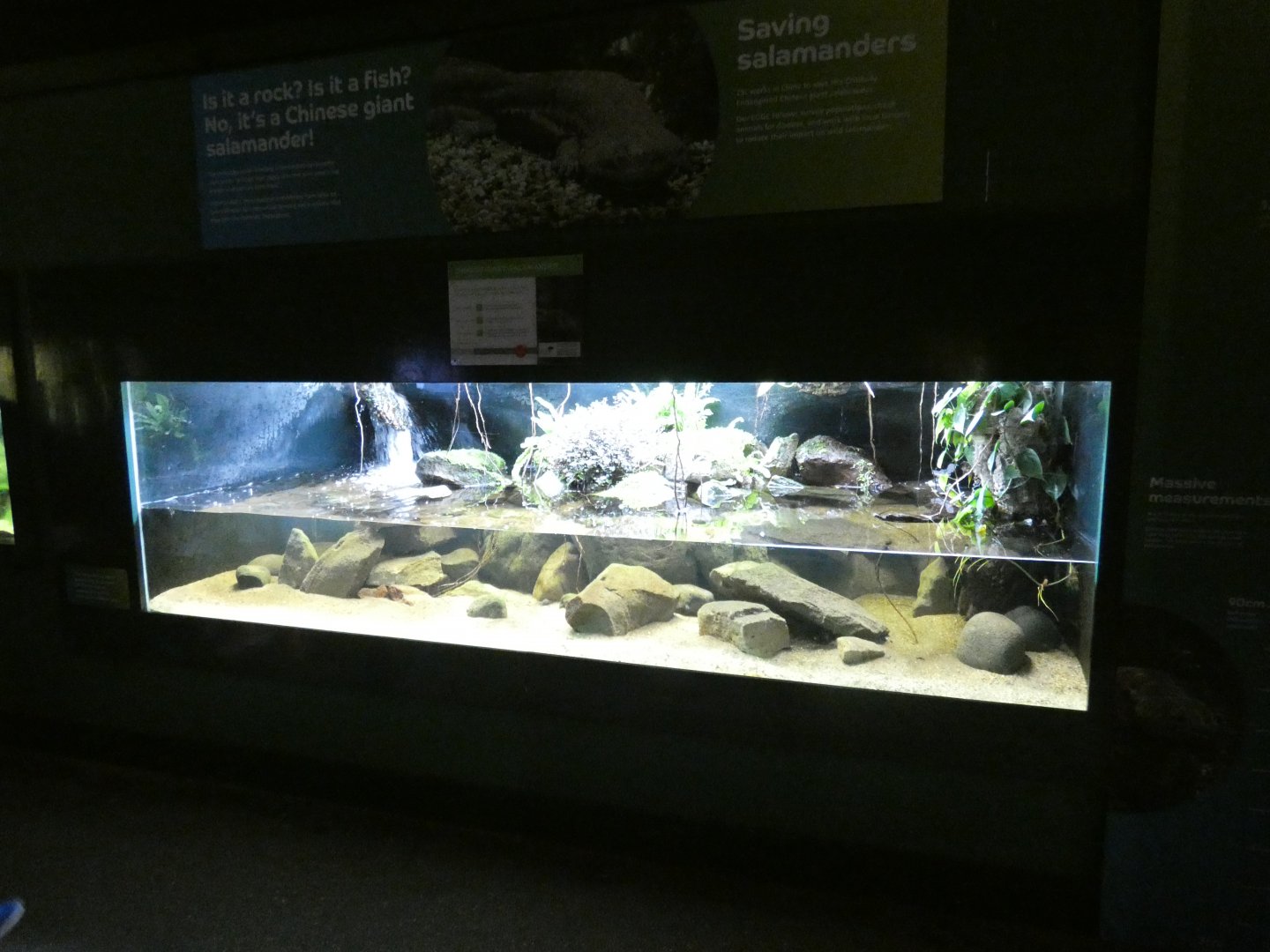 Chinese Giant Salamander enclosure