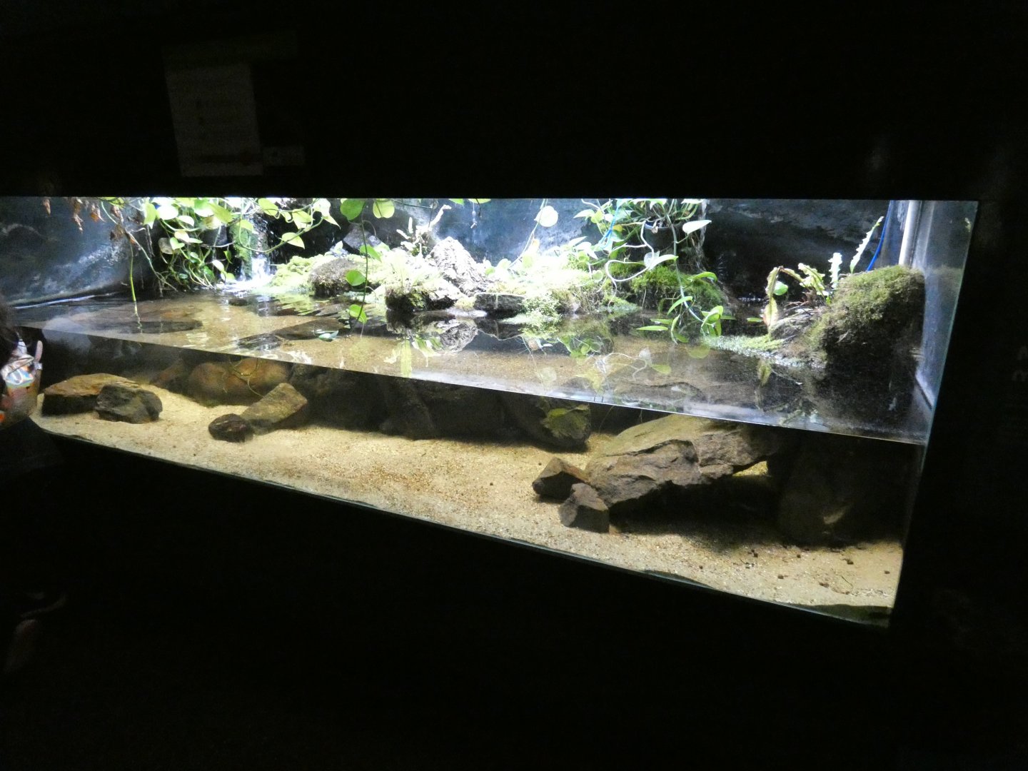 Chinese giant salamander enclosure