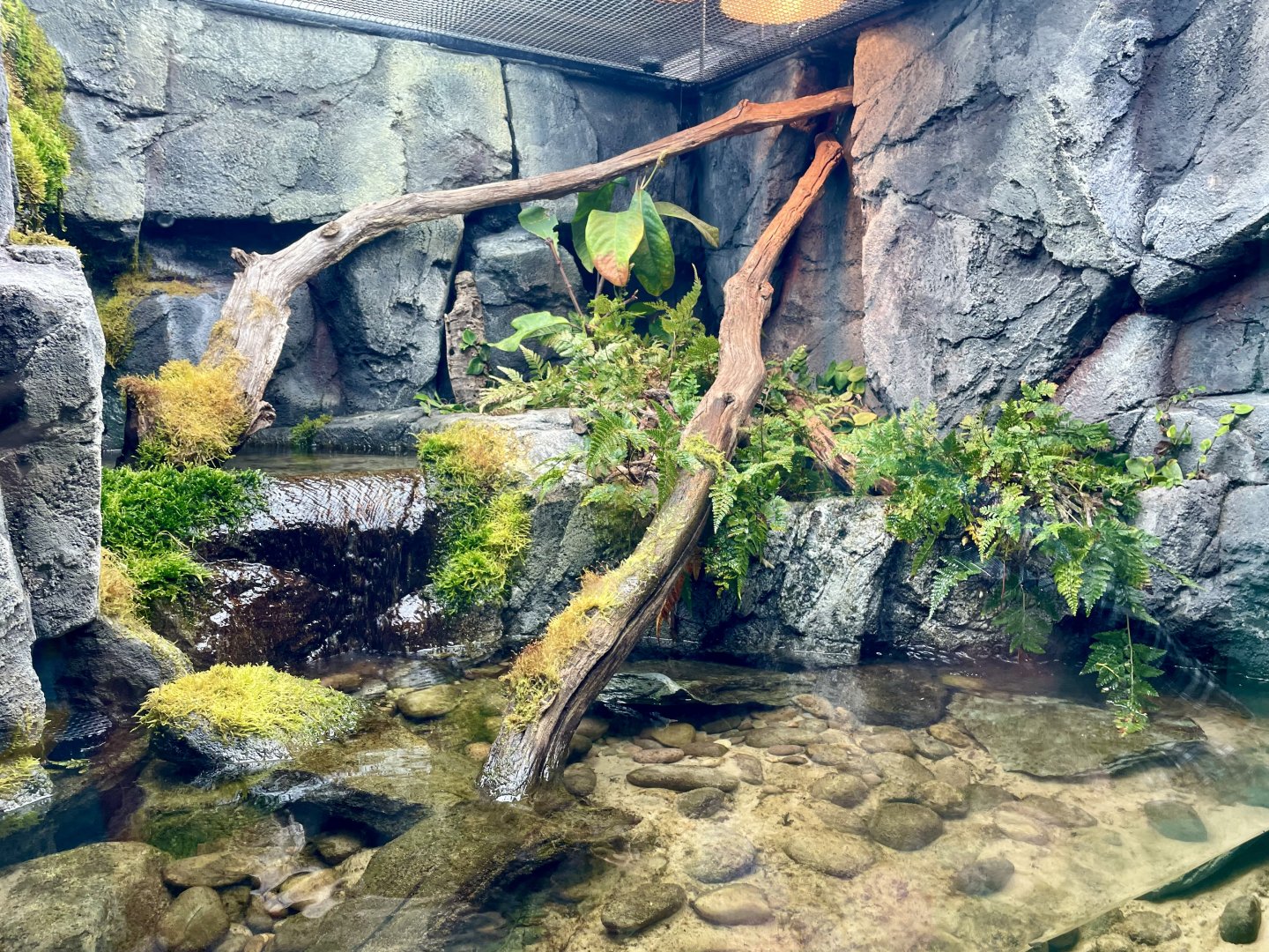 Chinese Giant Salamander Enclosure