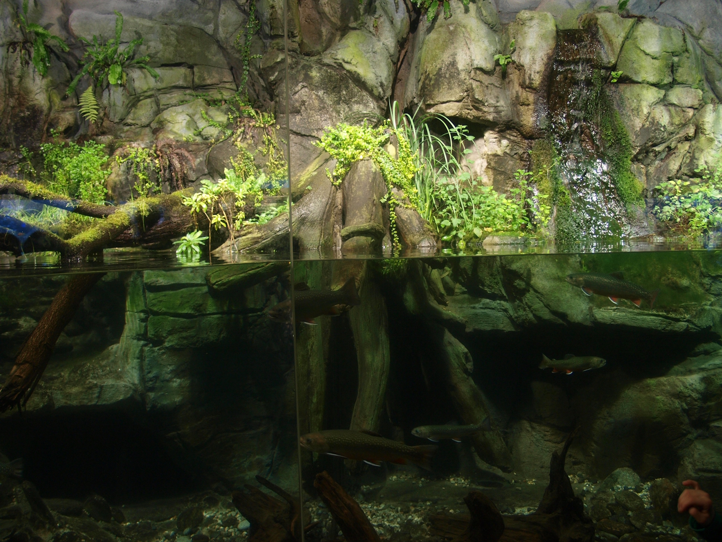 Chinese giant salamander exhibit, 2014-10-19