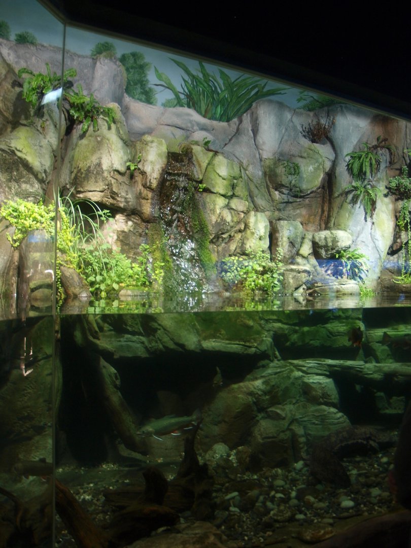 Chinese giant salamander exhibit, 2014-10-19