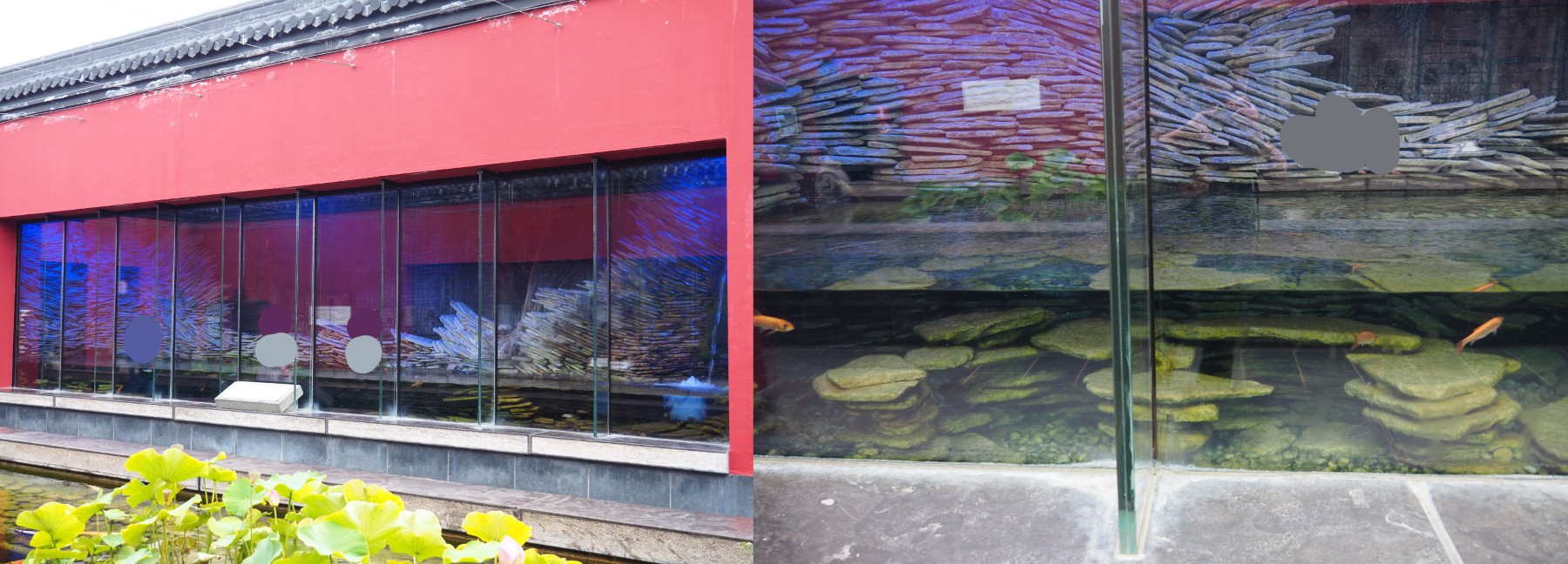 Chinese giant salamander exhibit, 2020-09-03