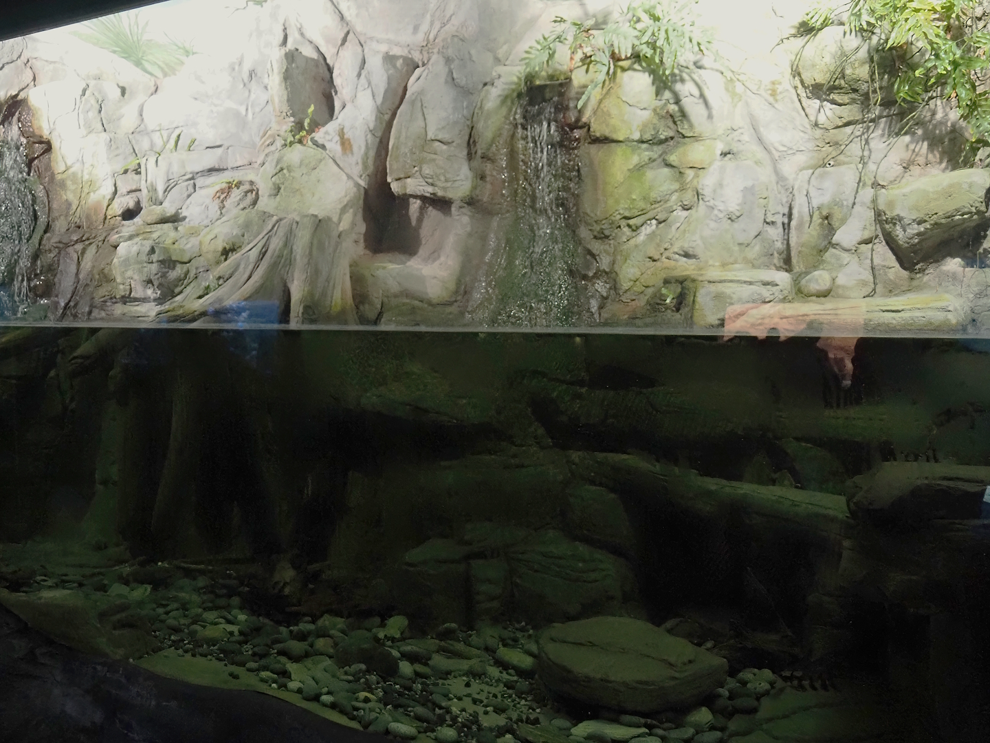 Chinese giant salamander exhibit, 2024-06-08