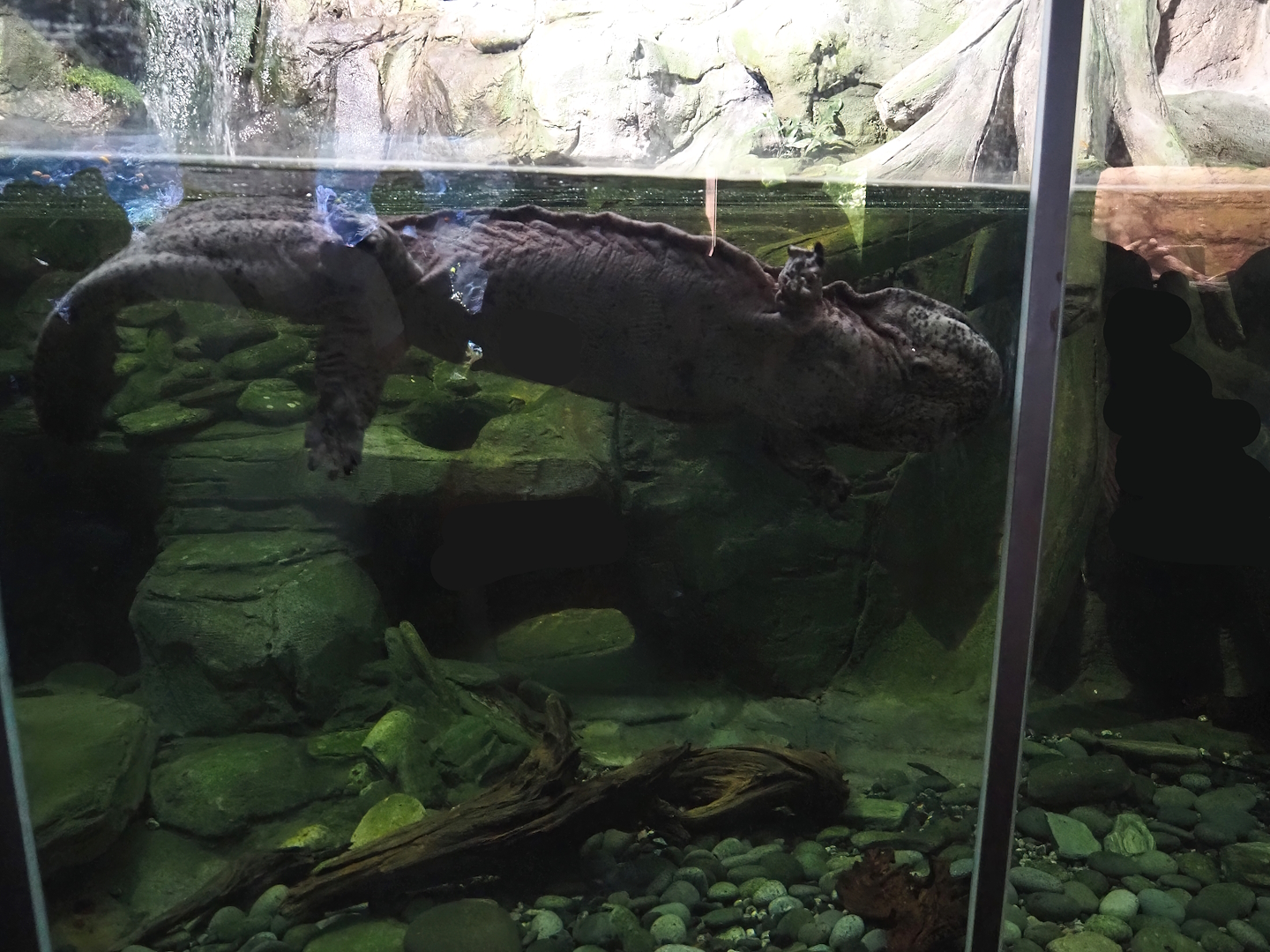Chinese giant salamander exhibit, 2024-06-08