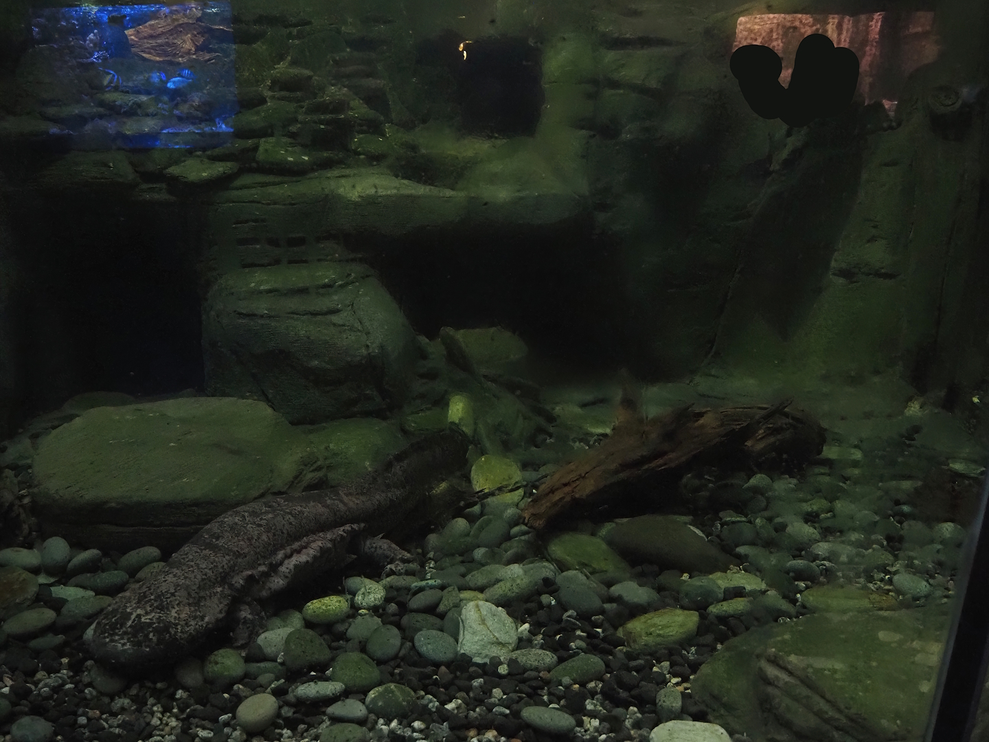 Chinese giant salamander exhibit, 2024-06-08