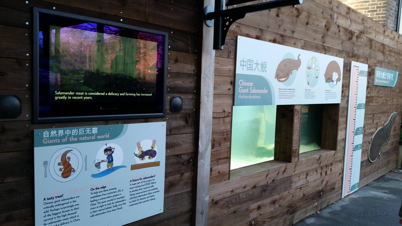 Chinese giant salamander exhibit, December 2014