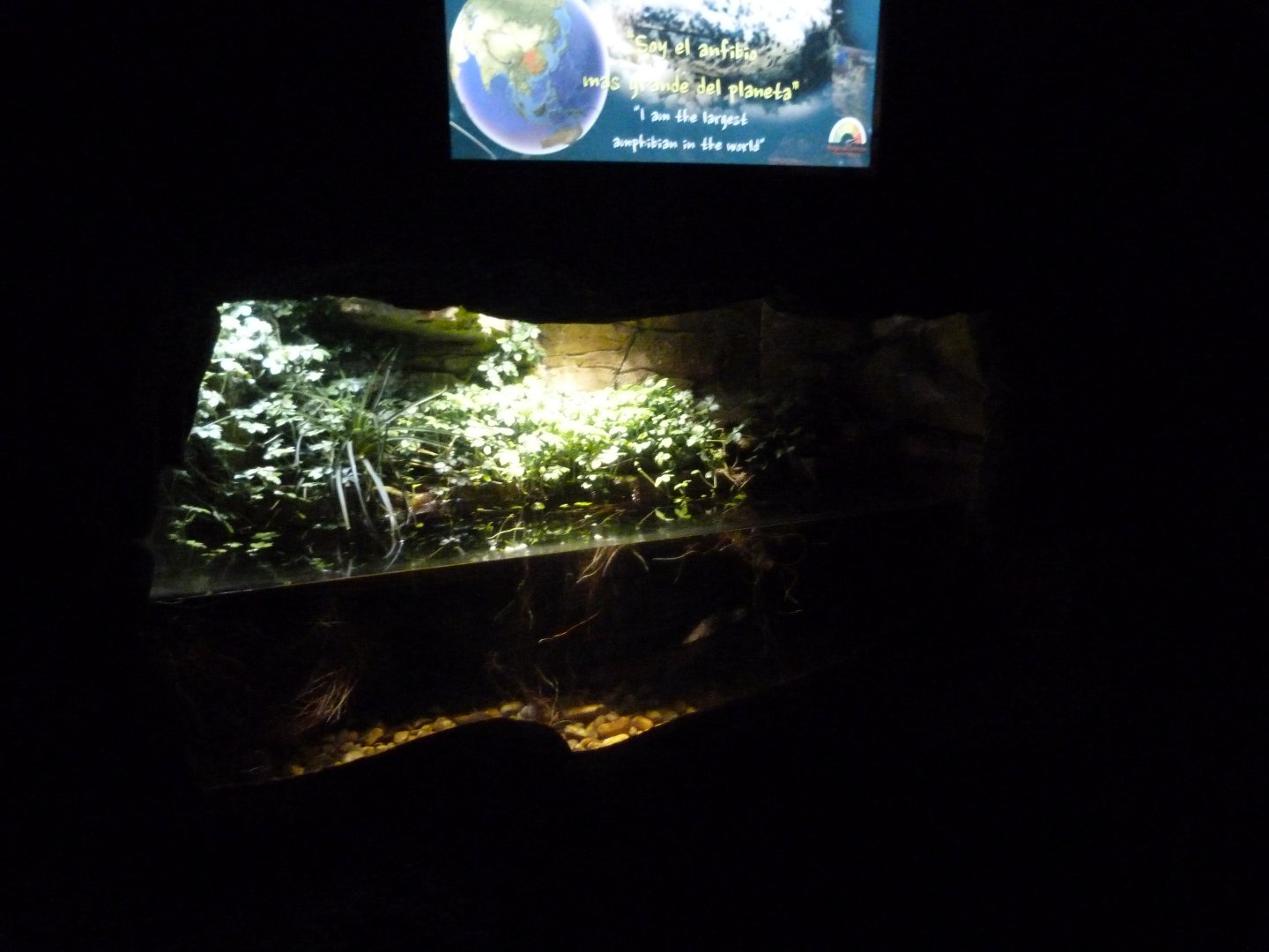 Chinese giant salamander exhibit -Faunia (2025)