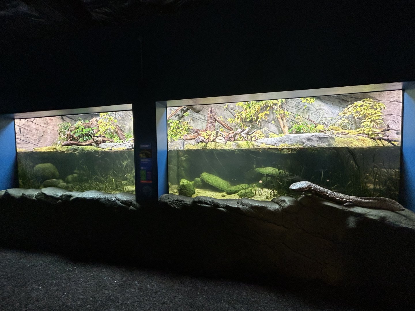 Chinese Giant Salamander Exhibit - The Secret Life of Reptiles & Amphibians