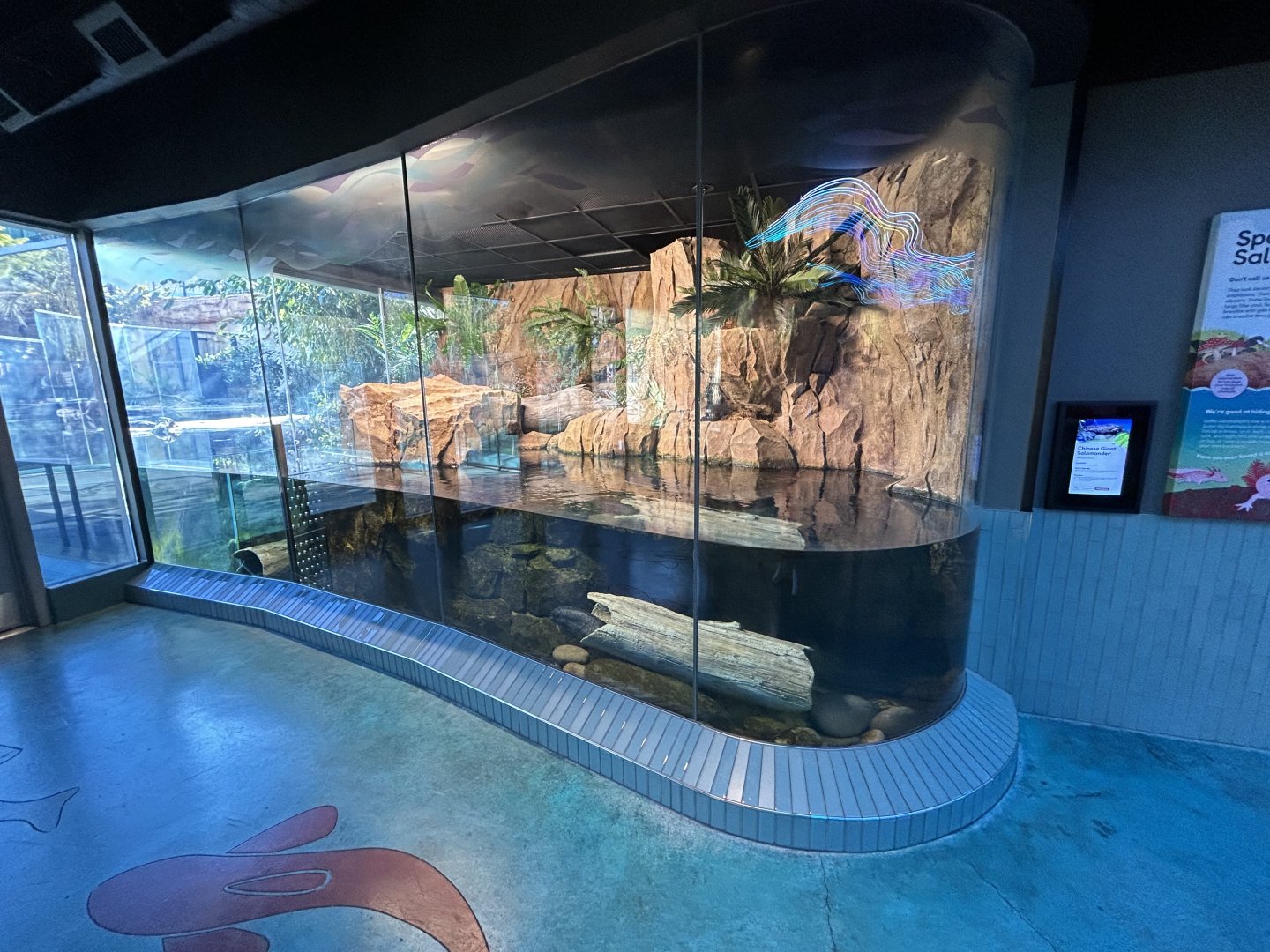 Chinese Giant Salamander Exhibit - Wildlife Explorers Basecamp