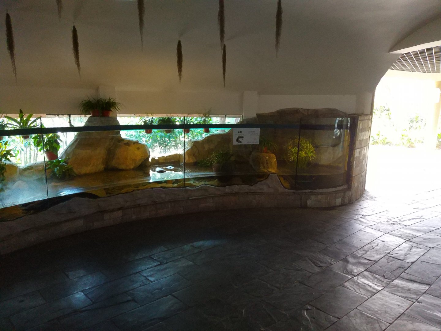 Chinese Giant Salamander Exhibit