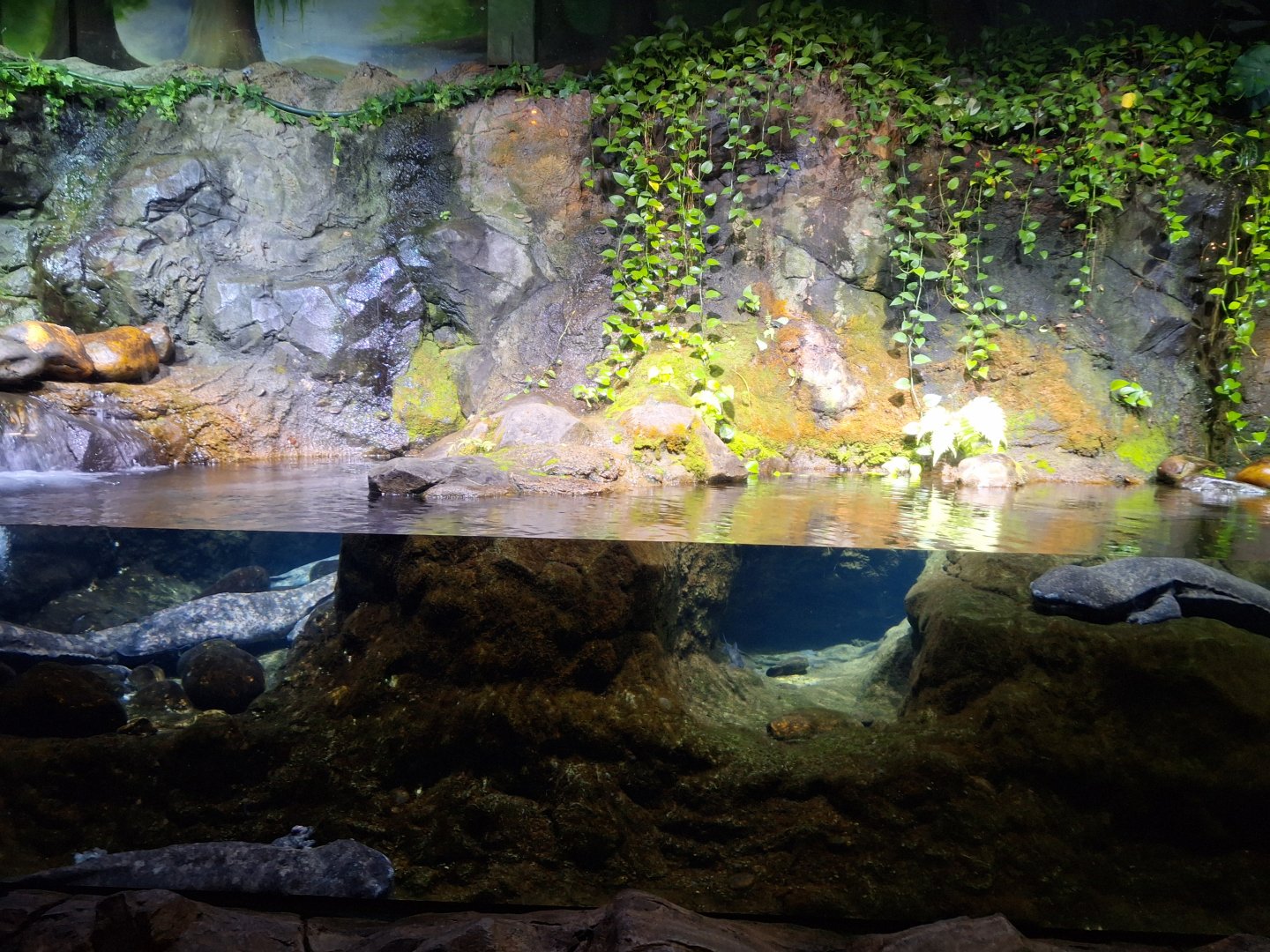 Chinese giant salamander exhibit