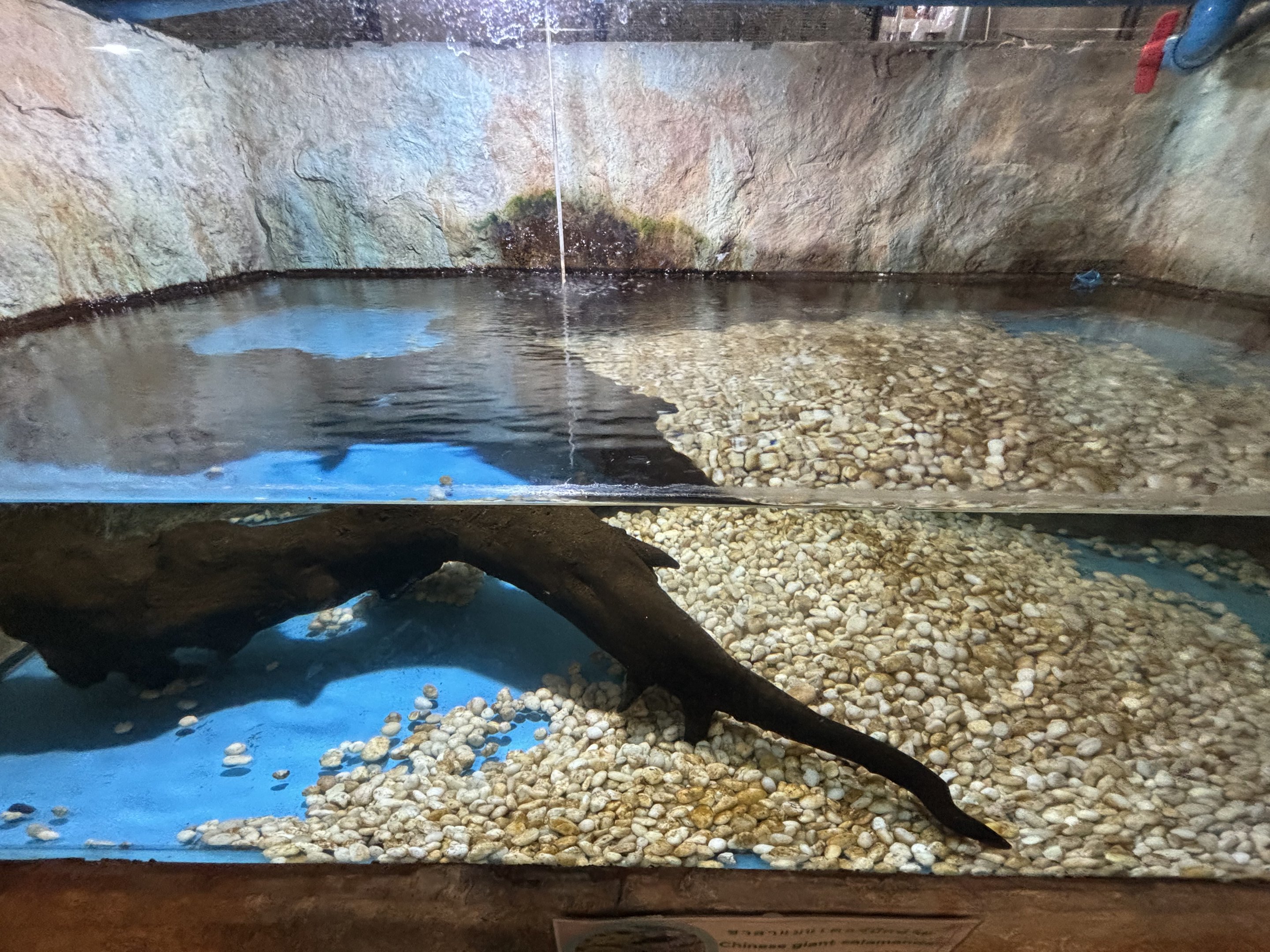 Chinese Giant Salamander Exhibit