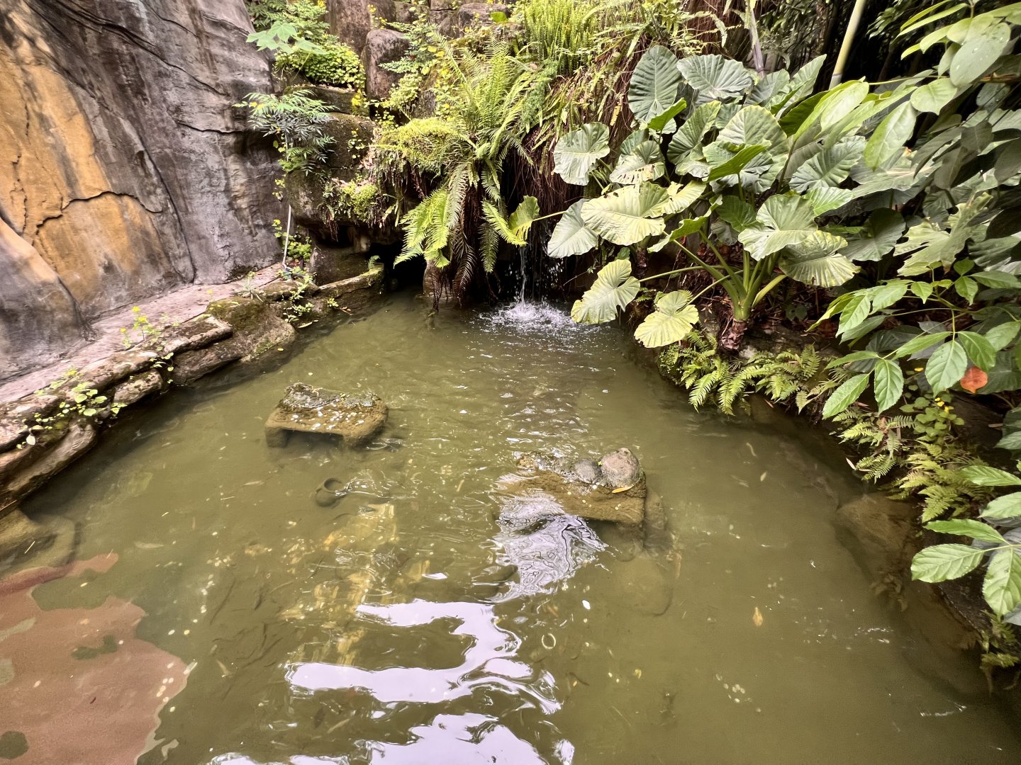 Chinese Giant Salamander Exhibit