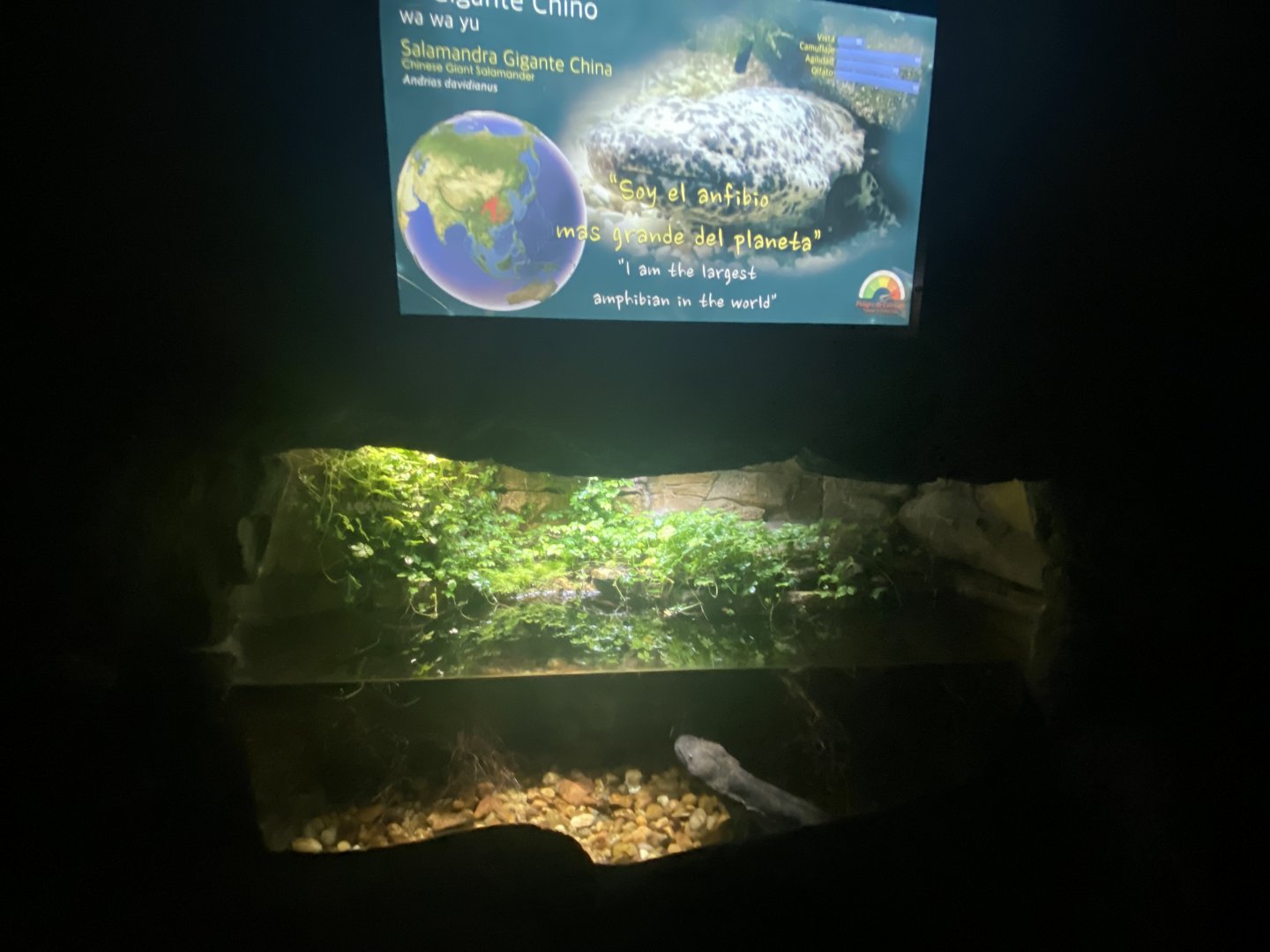 Chinese giant salamander exhibit