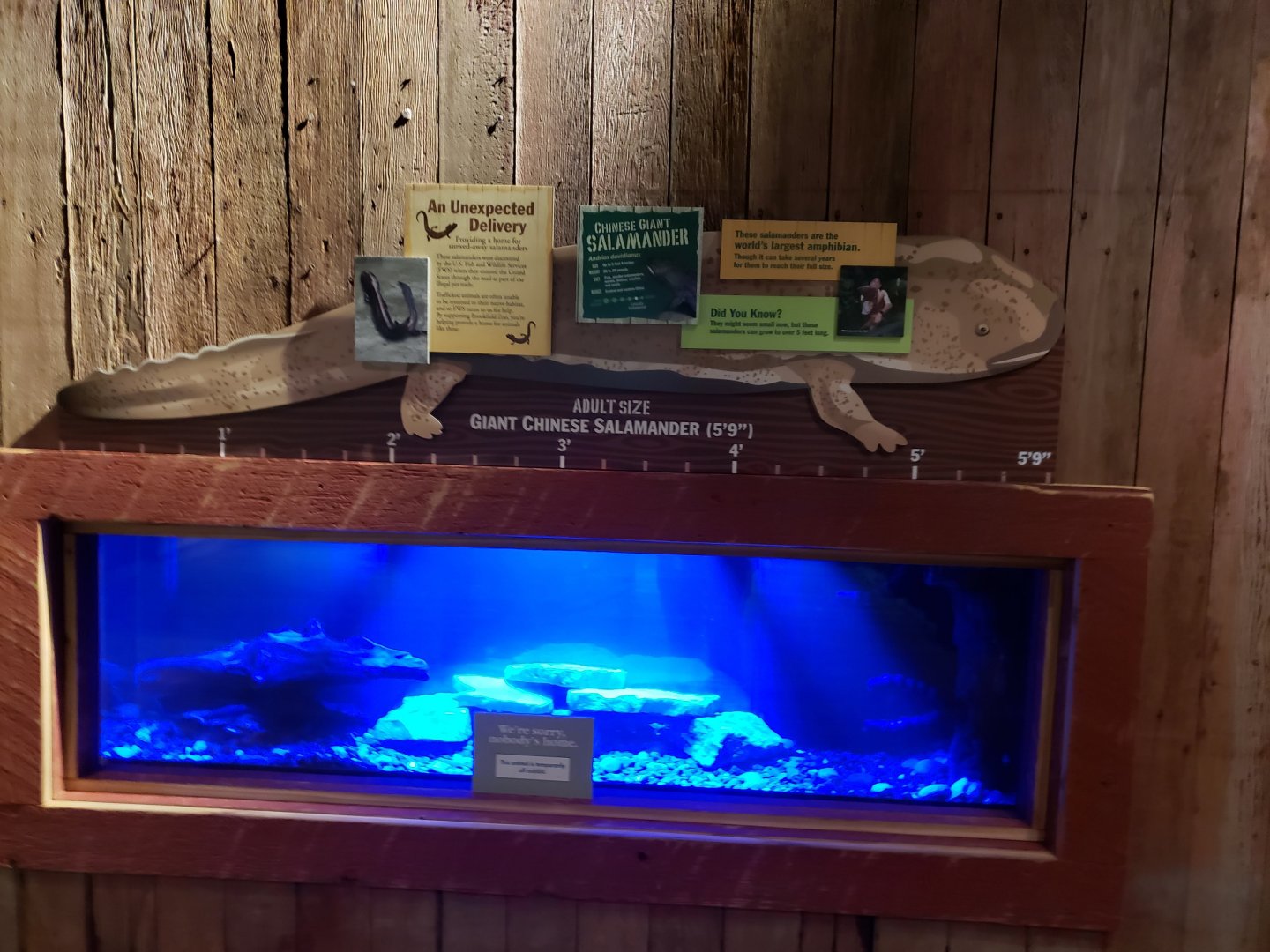 Chinese Giant Salamander habitat in The Swamp