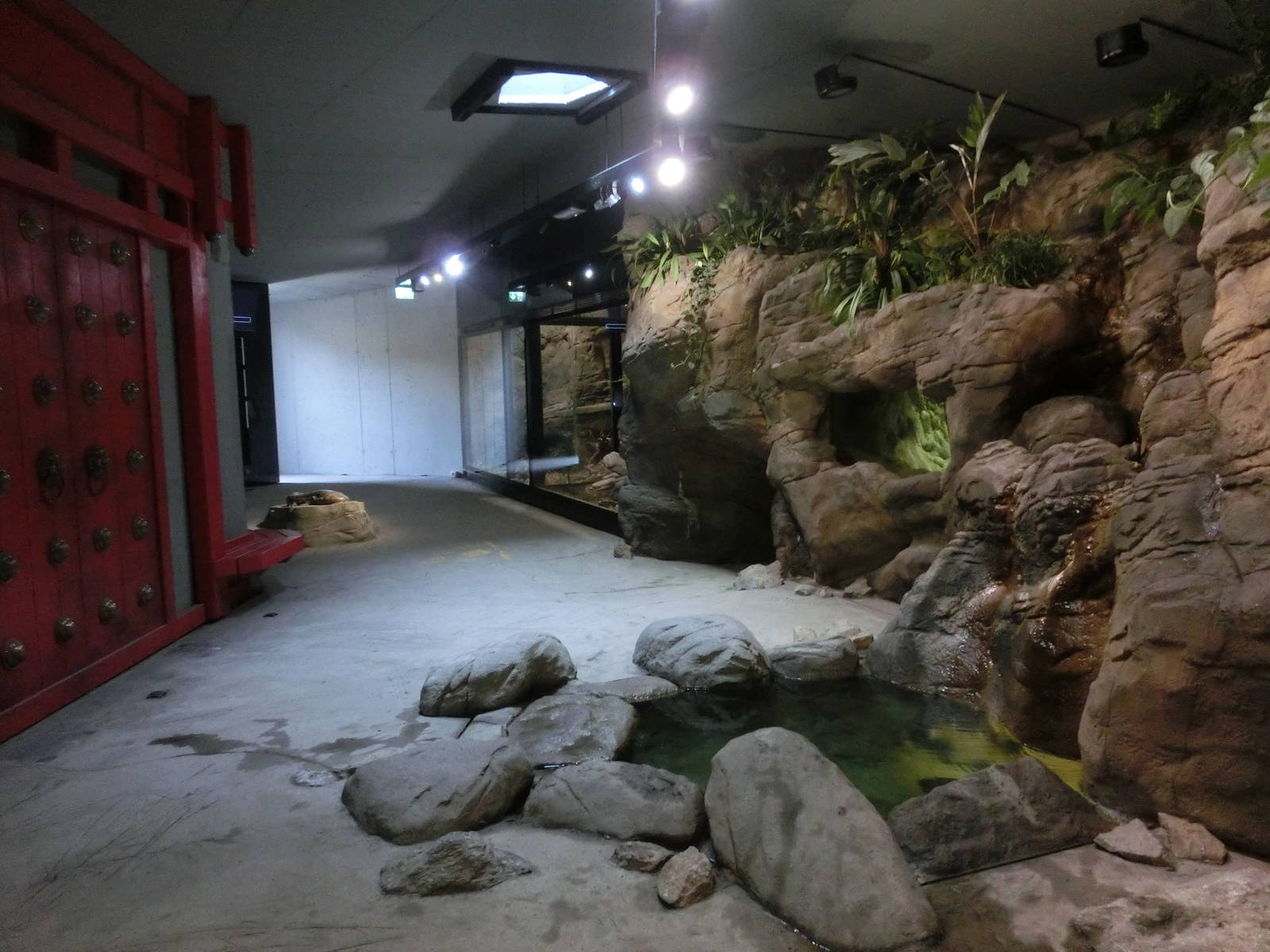 chinese giant salamander house - Zoo Praha