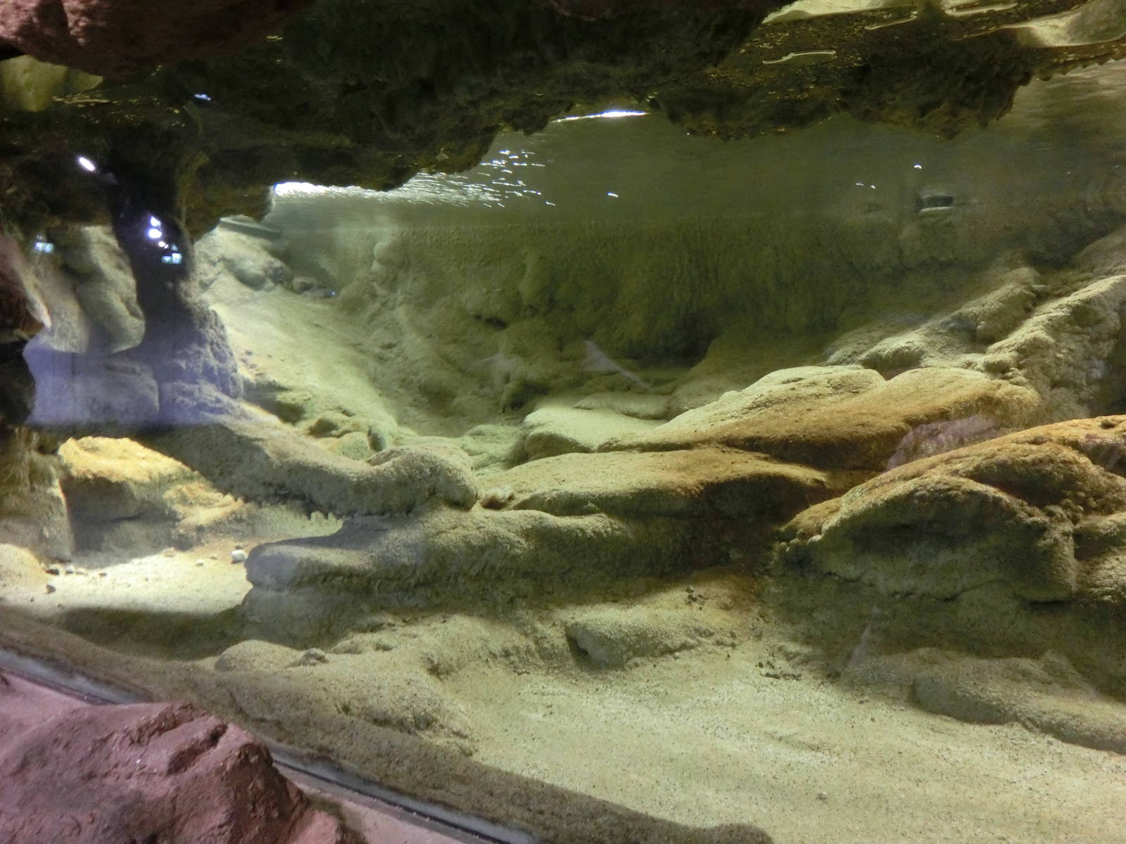chinese giant salamander house - Zoo Praha