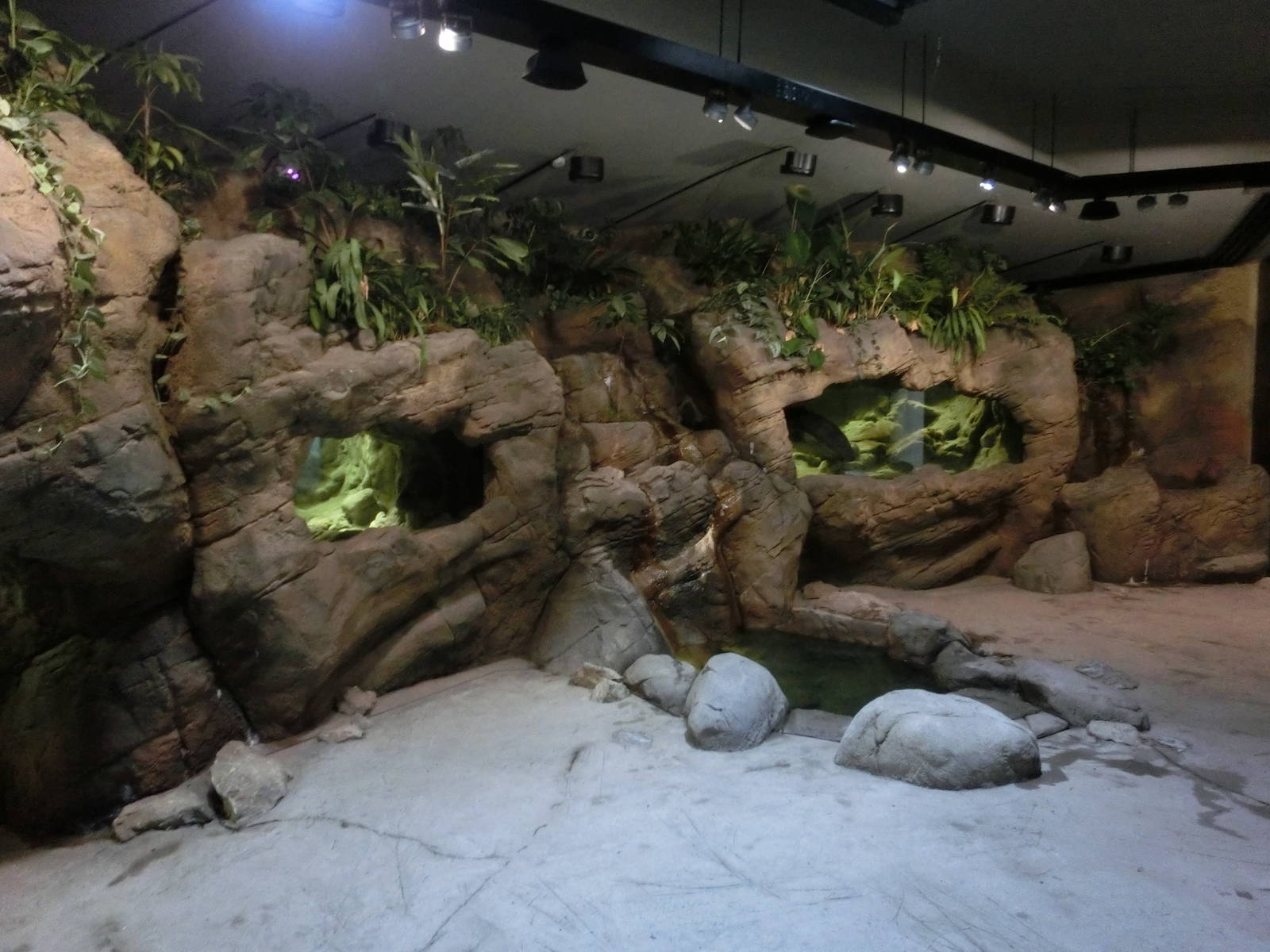 chinese giant salamander house - Zoo Praha