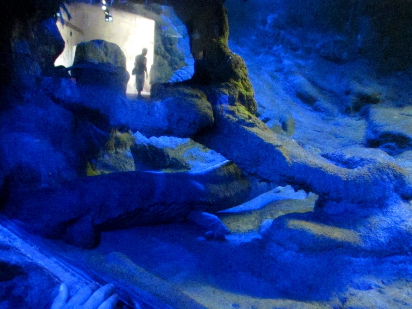 Chinese Giant Salamander - July/2017