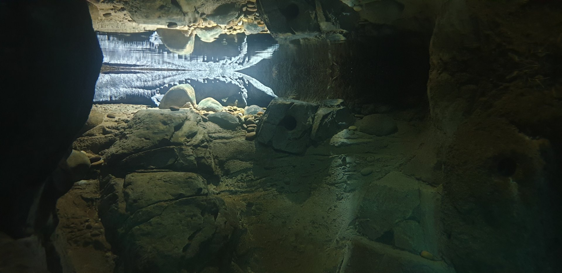 Chinese Giant Salamander, LAIR