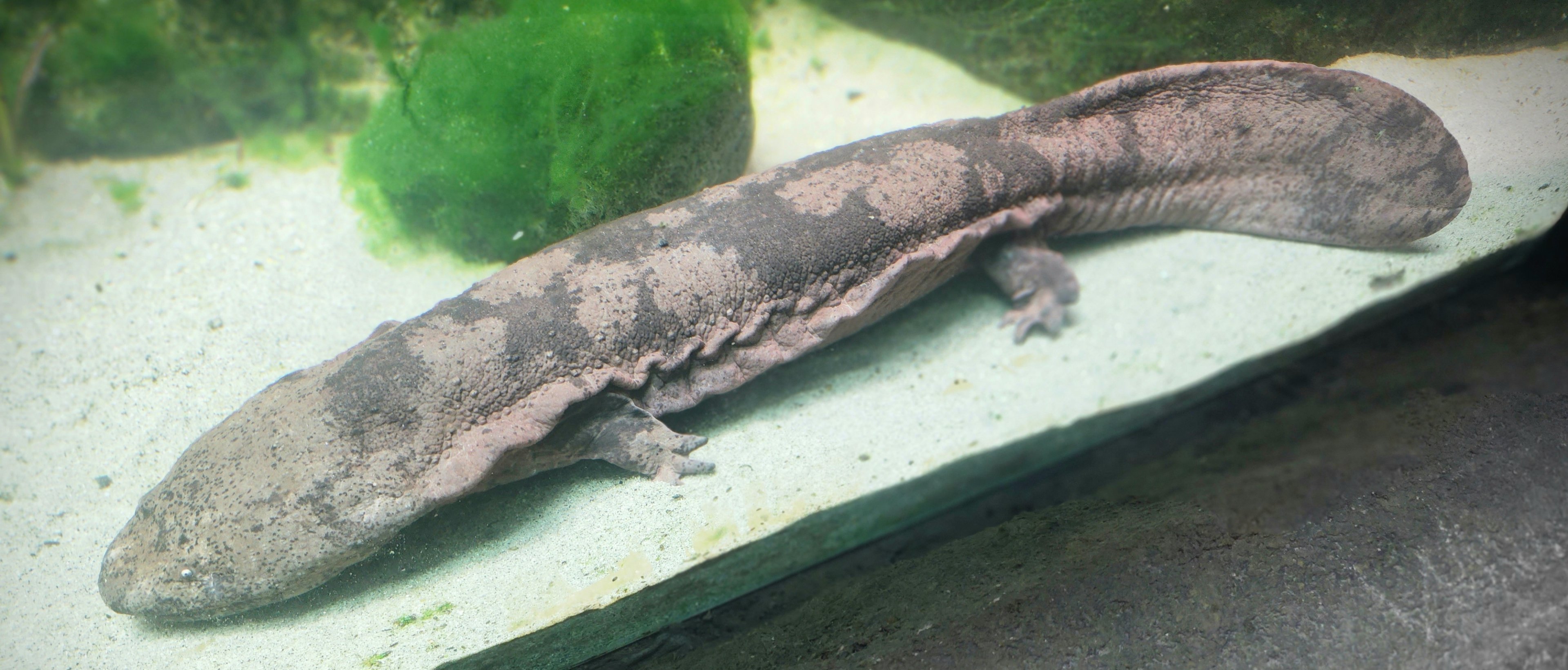 Chinese giant salamander; London Zoo; 17th April 2024