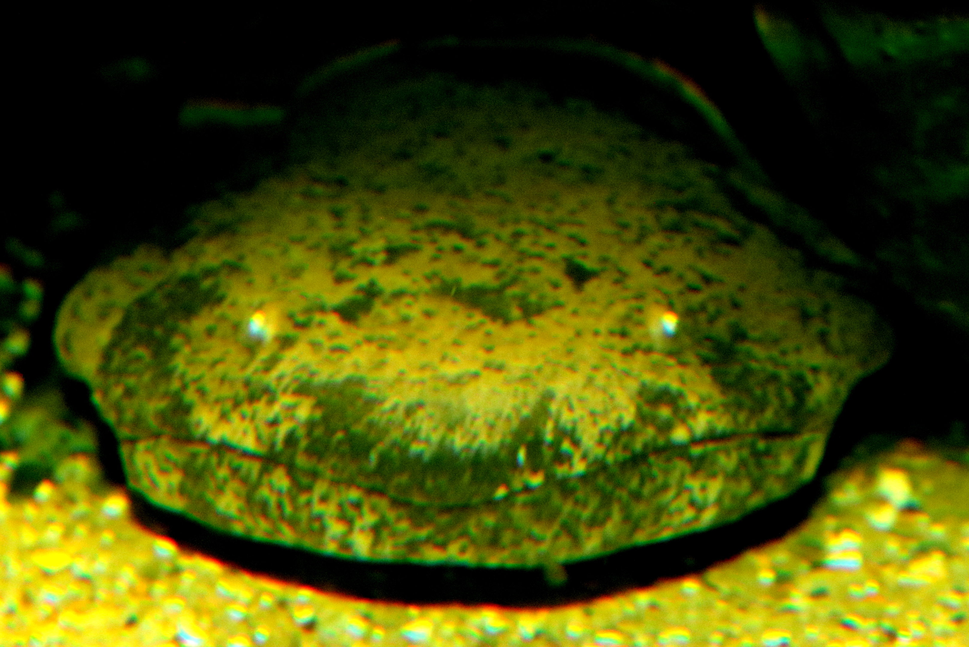 Chinese giant salamander; London Zoo; 25th September 2022