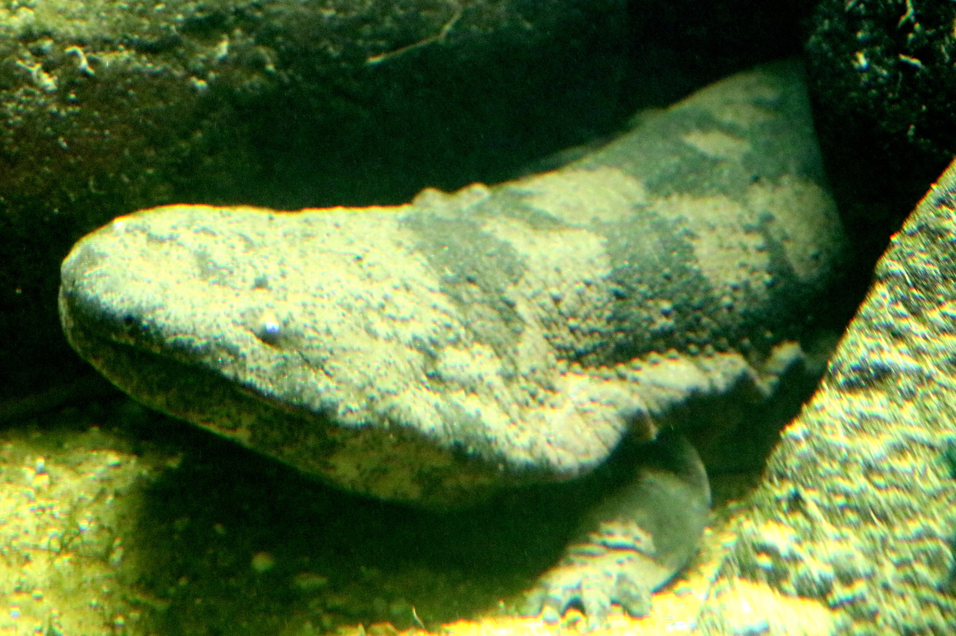 Chinese giant salamander; London Zoo; 27th May 2022