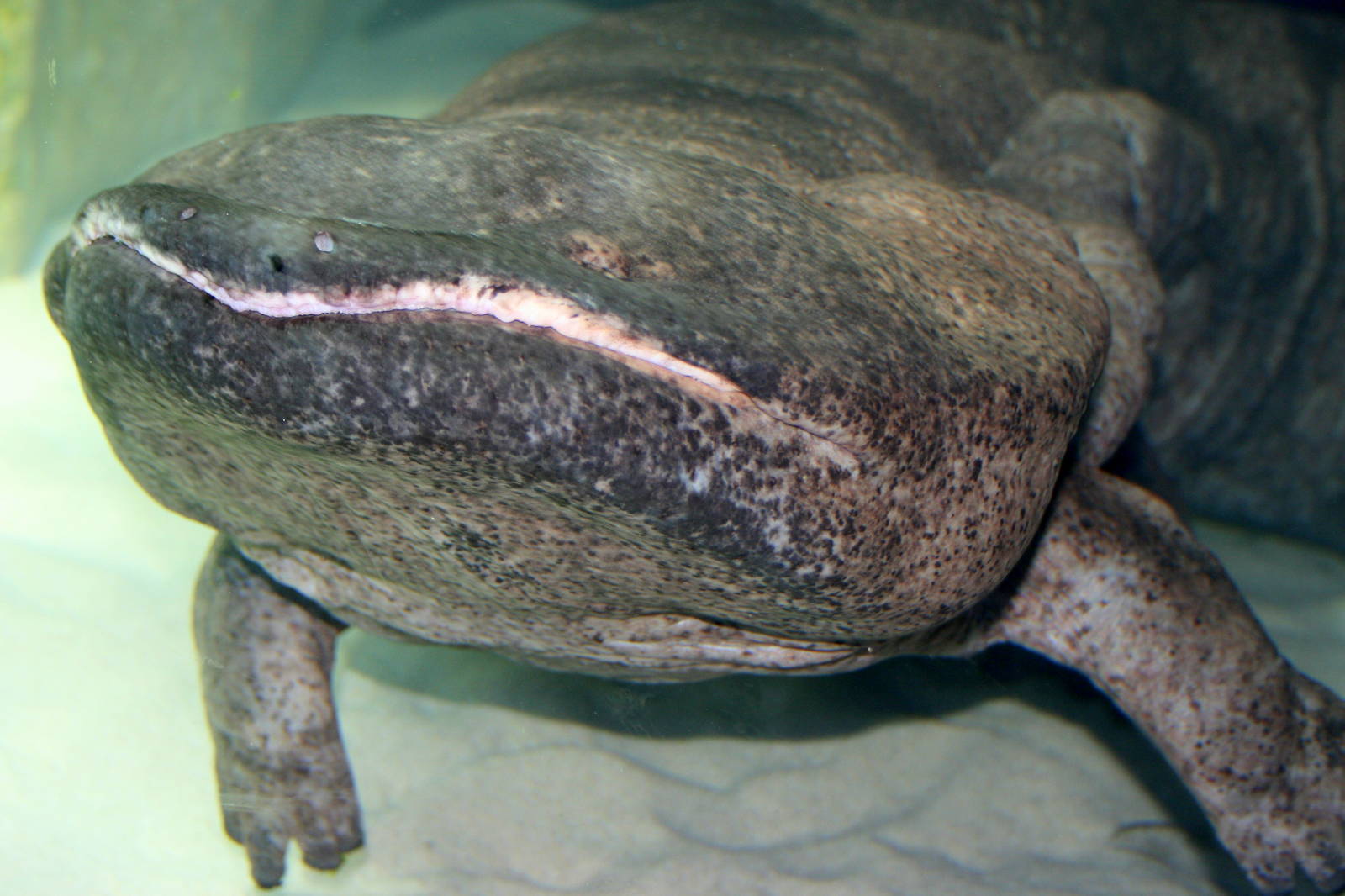 Chinese giant salamander; London Zoo; 30th December 2014