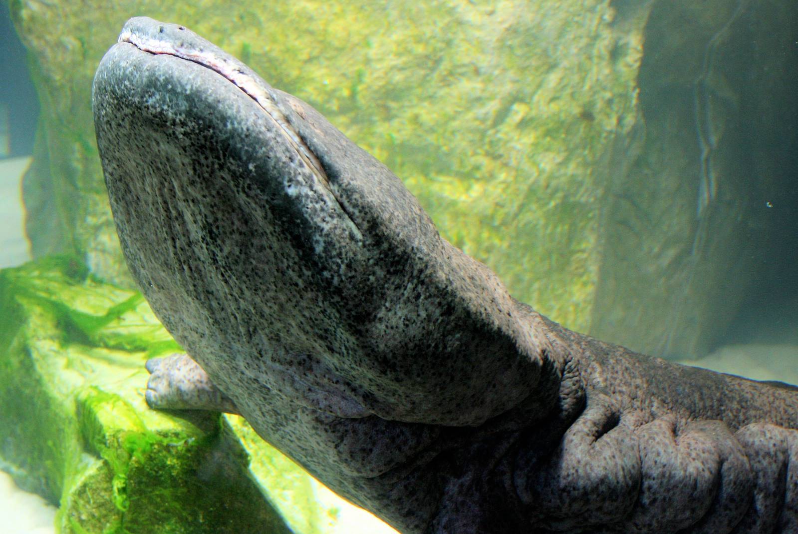 Chinese giant salamander; London Zoo; 30th December 2014