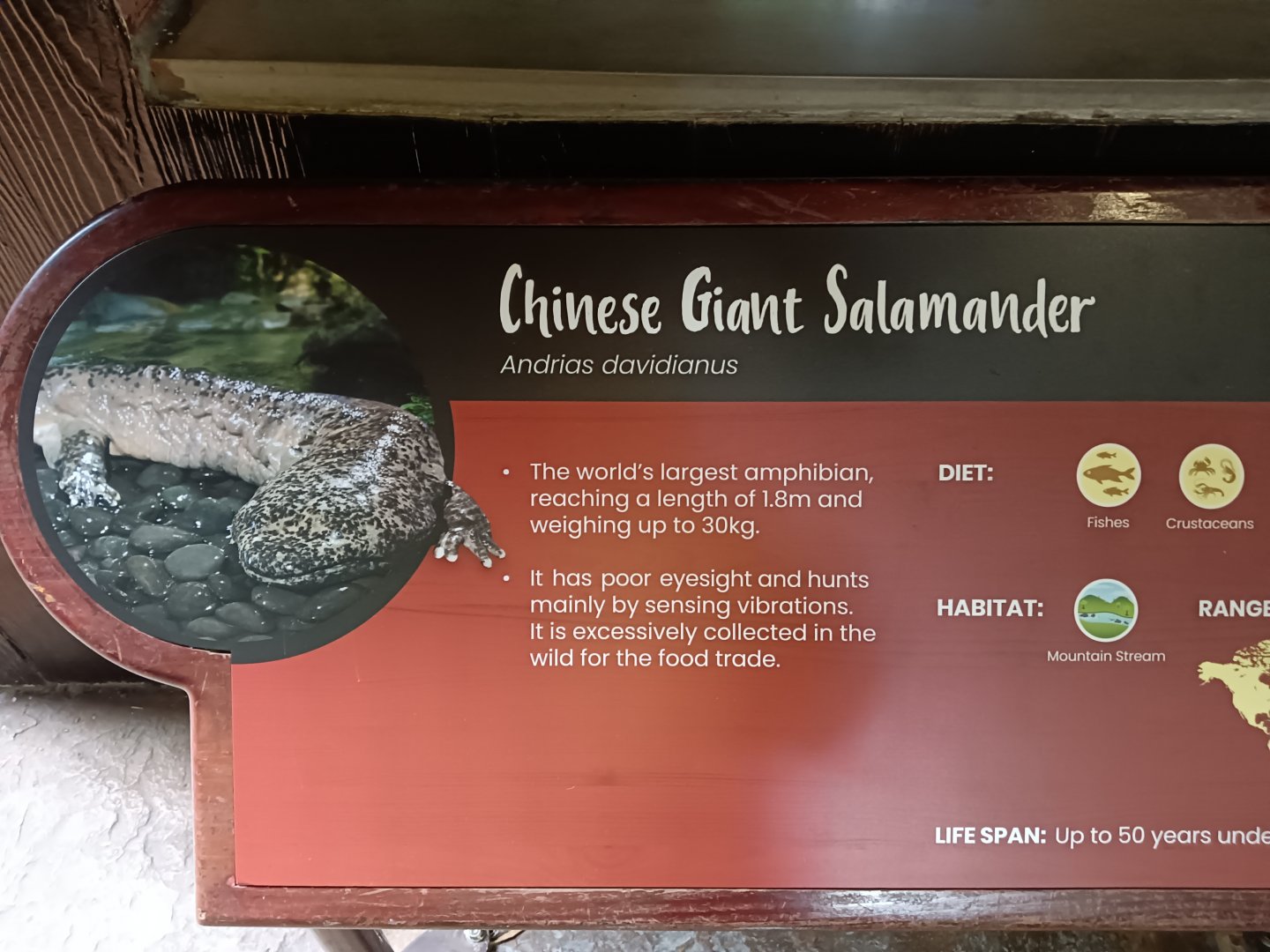 Chinese Giant Salamander Sign