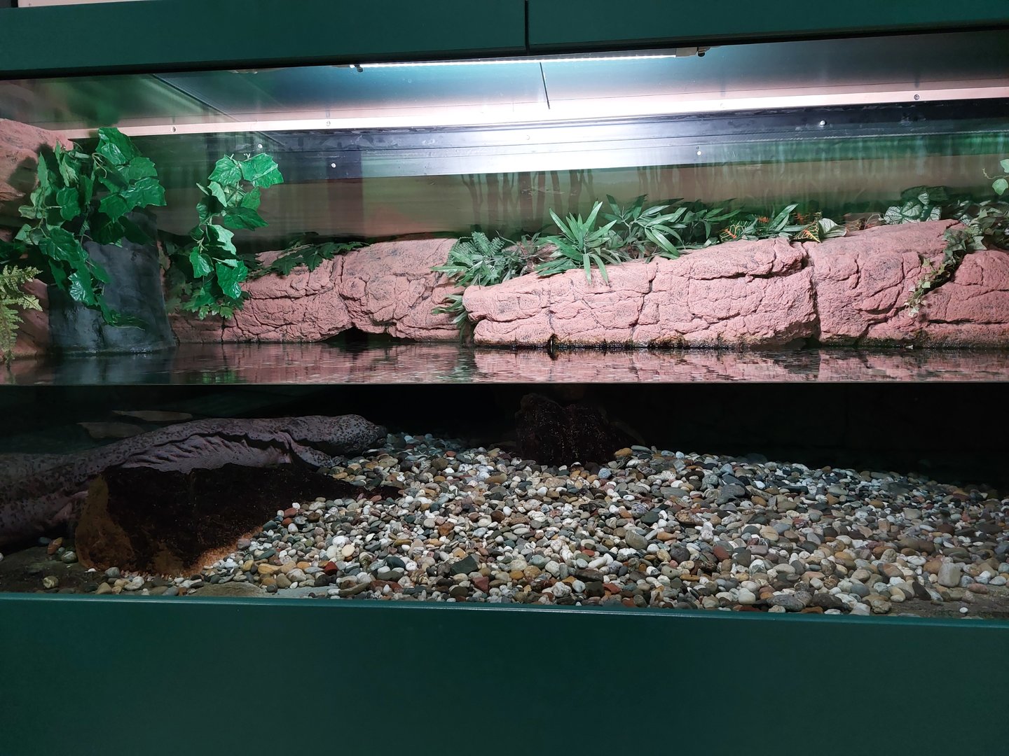 Chinese giant salamander tank