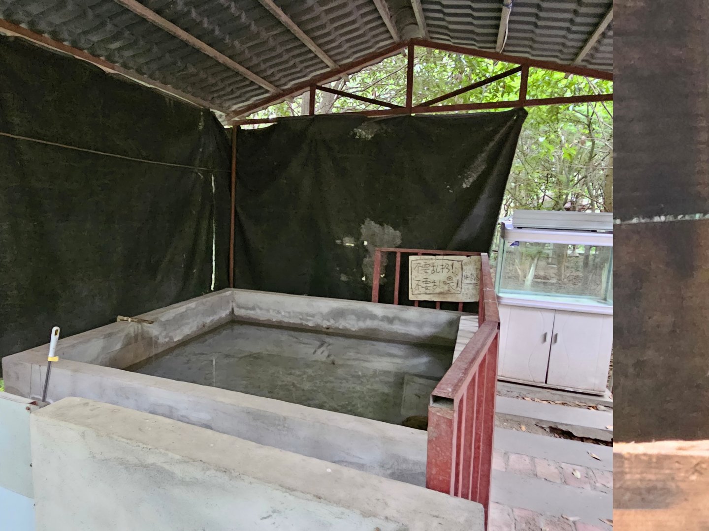 Chinese giant salamander tank