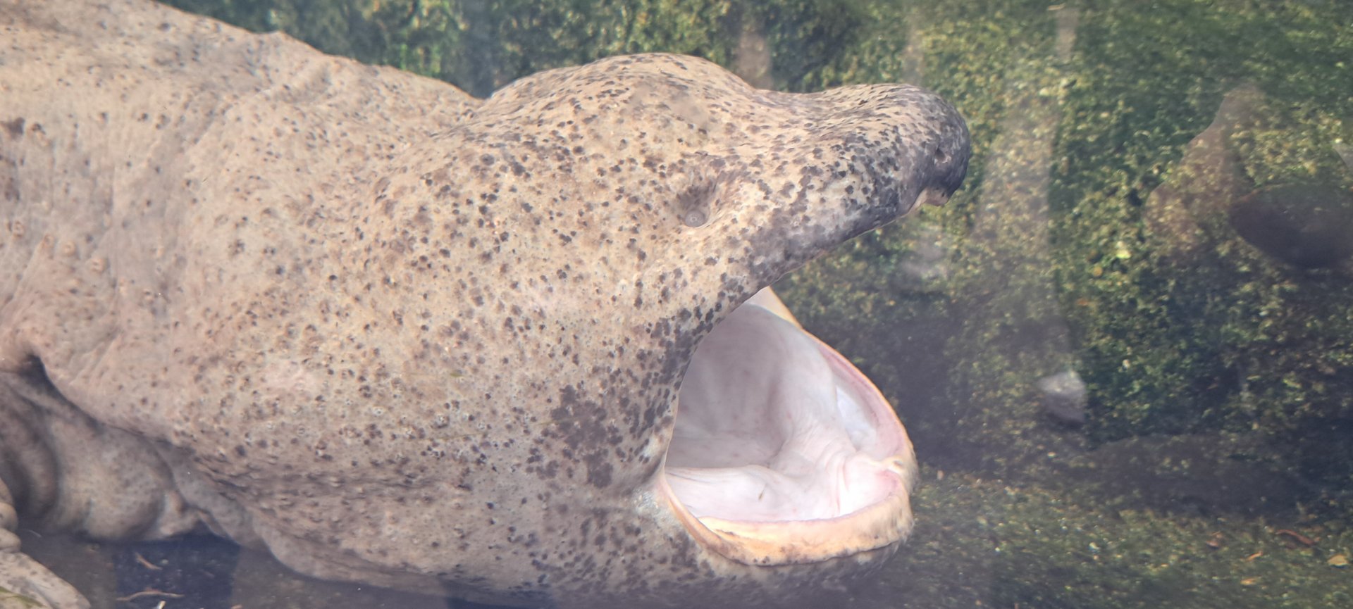 Chinese Giant Salamander Yawning