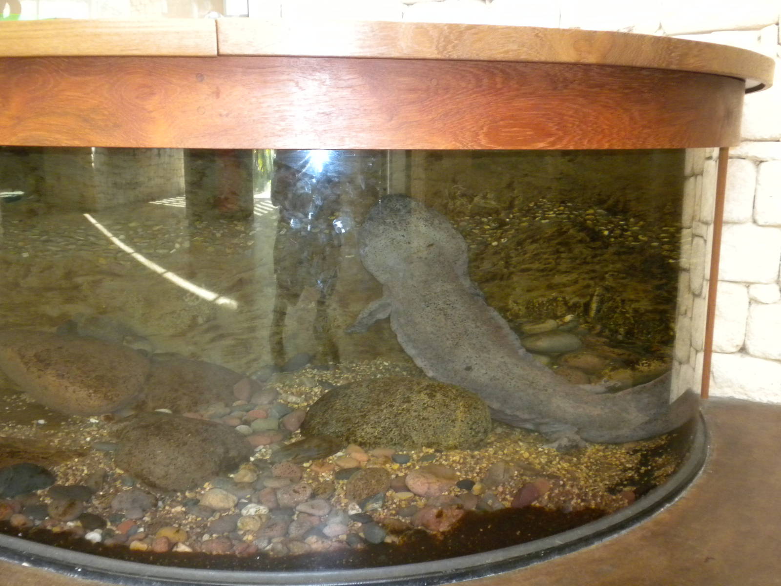 Chinese Giant Salamander