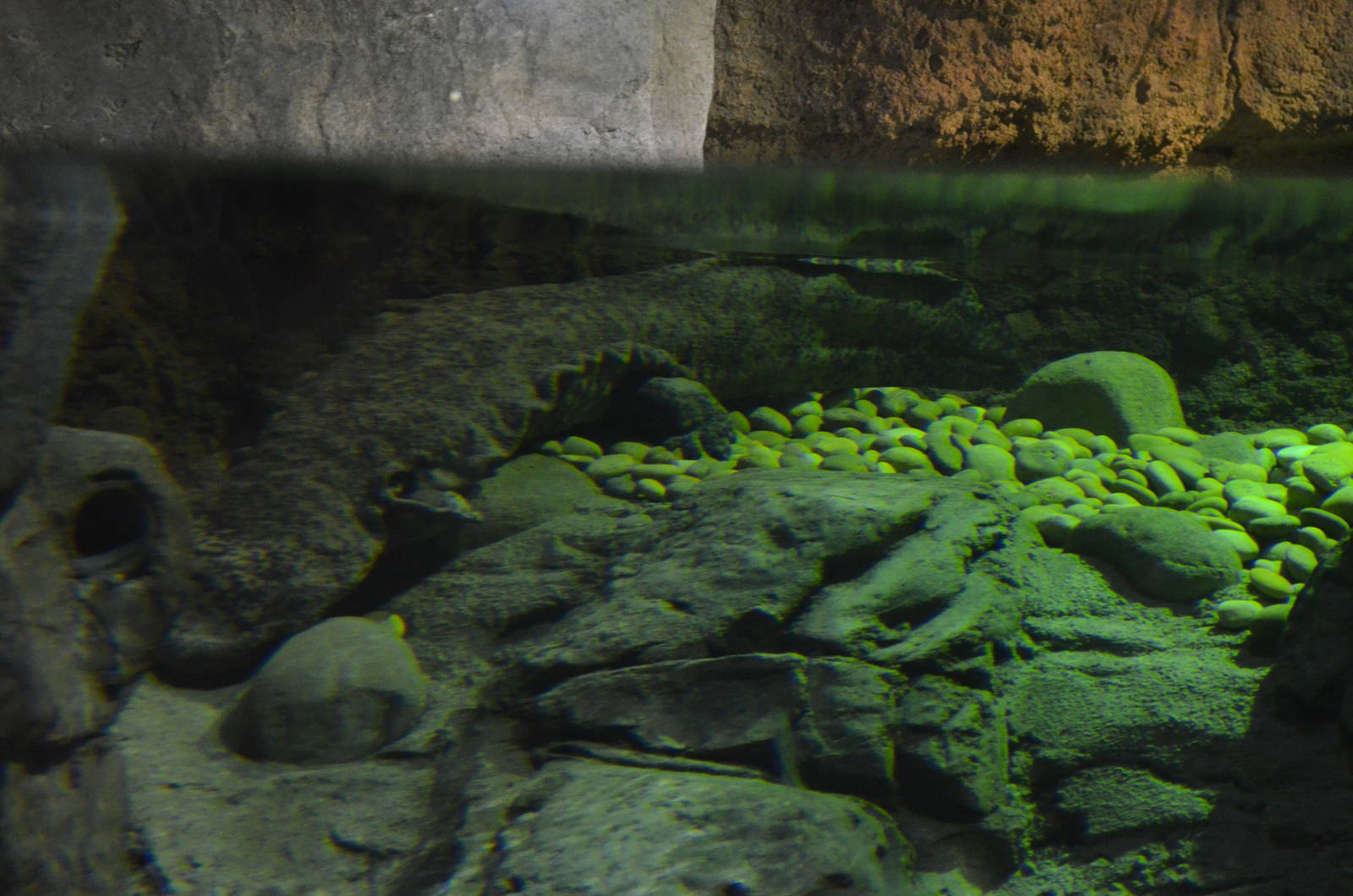 CHINESE GIANT SALAMANDER