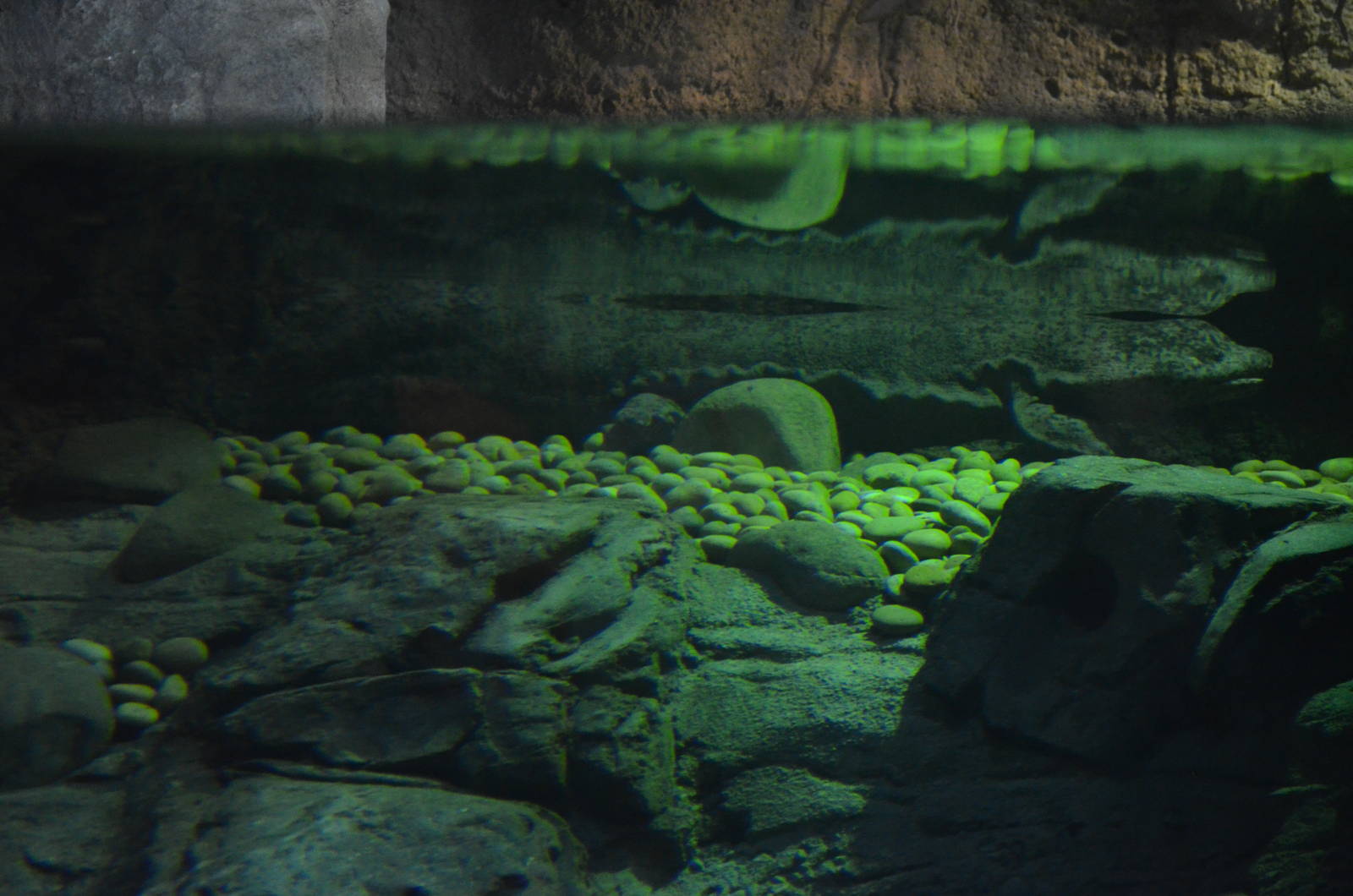 Chinese Giant Salamander