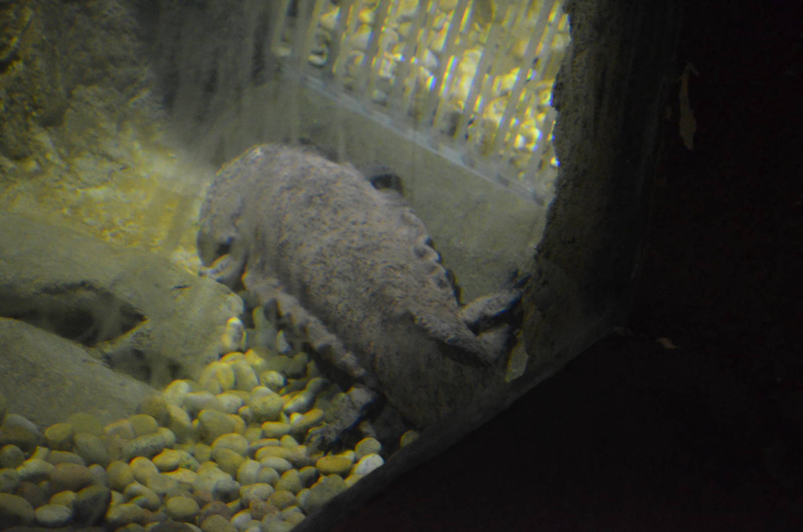 Chinese Giant Salamander