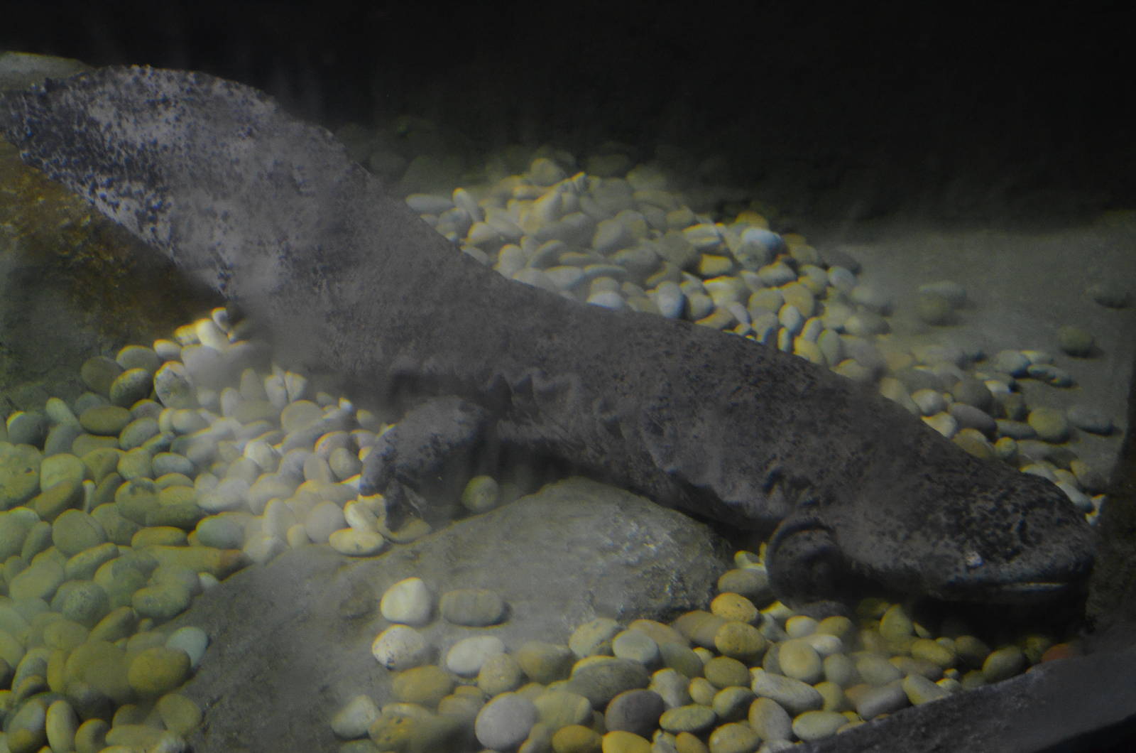 Chinese Giant Salamander