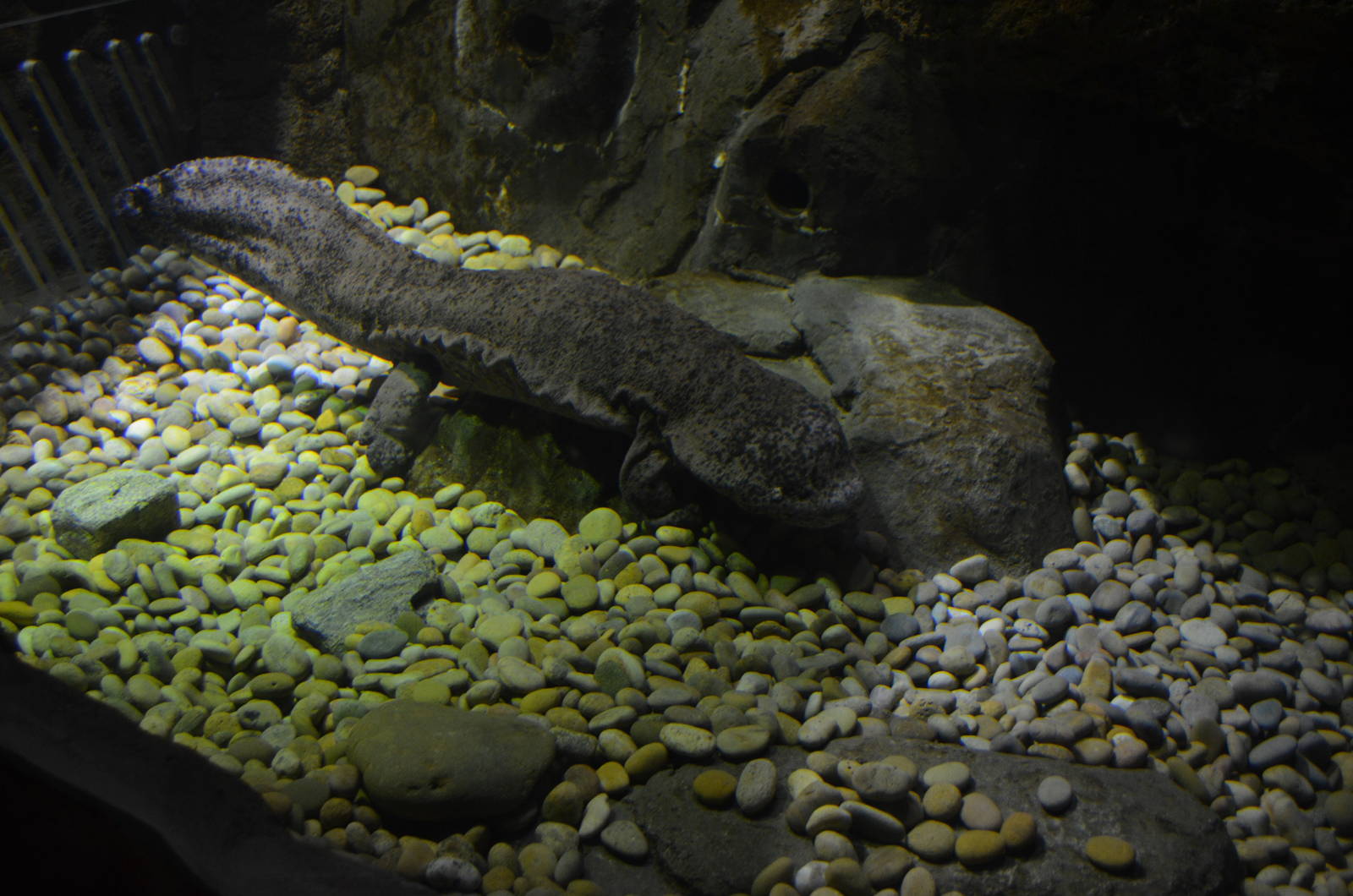 Chinese Giant Salamander